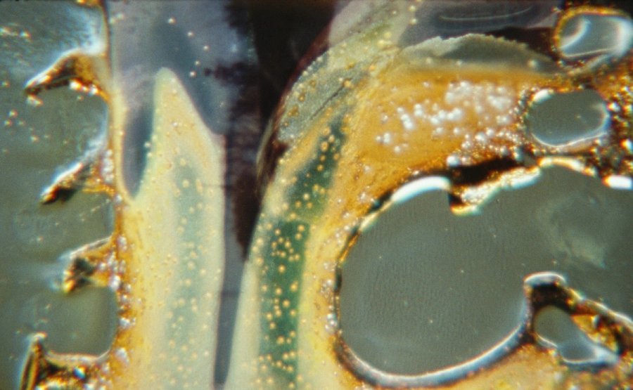 Phoac - Cosa Sincera 04