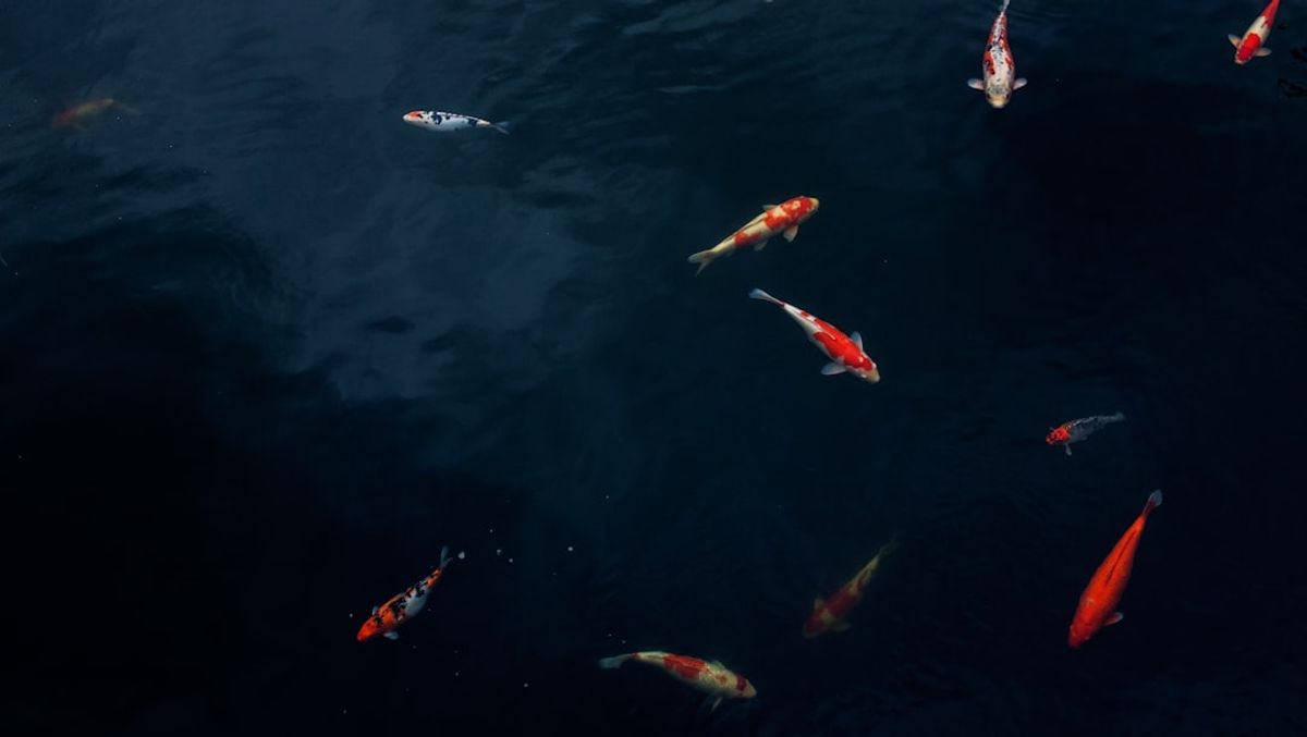 深入解析雙魚座個性,從感性、同理心到靈性連結,揭開這個水象星座的神秘面紗,帶你理解雙魚座的愛情、事業與成長方向。