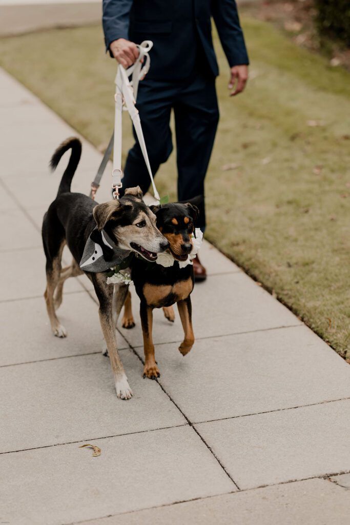 Two dogs on leashes are walked by a wedding guest at 173 Carlyle House, with the pets playing an adorable part in the ceremony.
