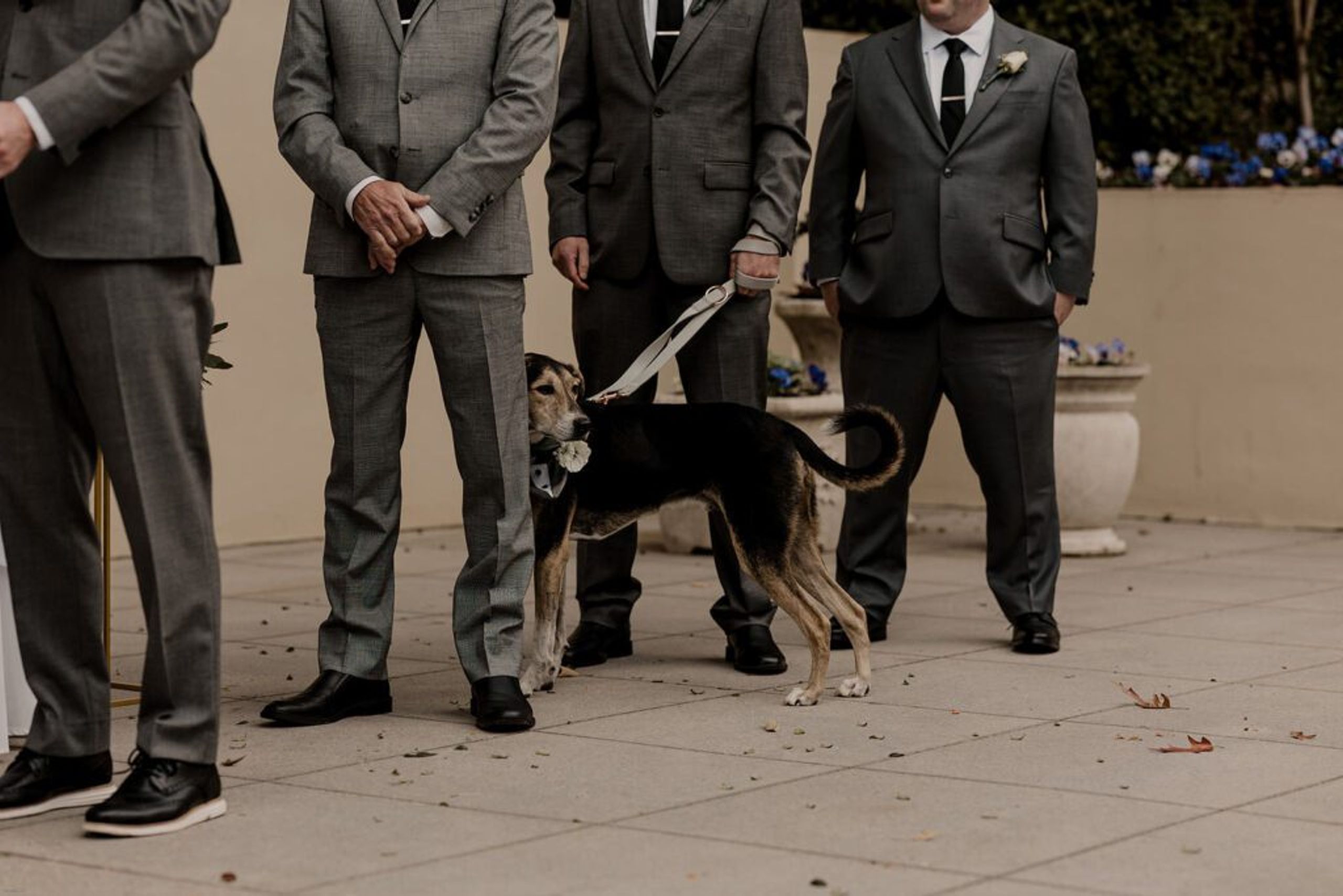 A dog, dressed with a flower collar, stands with the groomsmen during the ceremony at 173 Carlyle House."