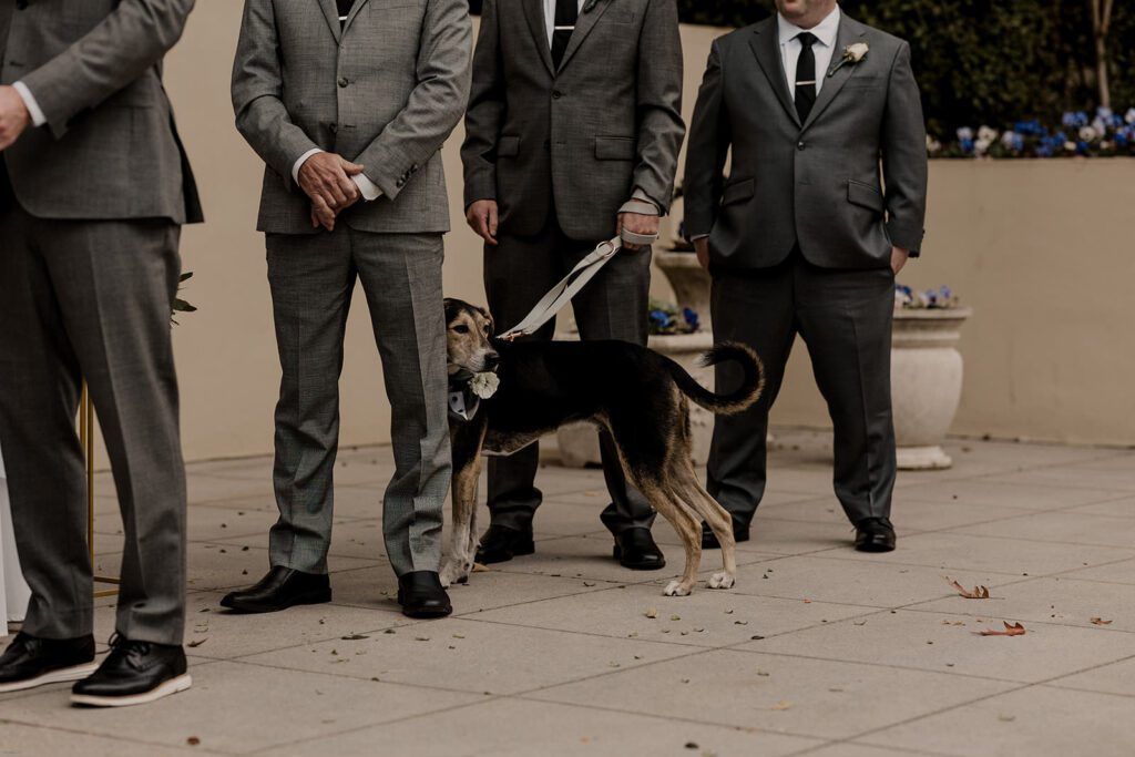 A dog, dressed with a flower collar, stands with the groomsmen during the ceremony at 173 Carlyle House."