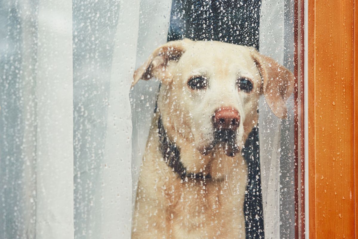 A dog looking out through a rain-covered window