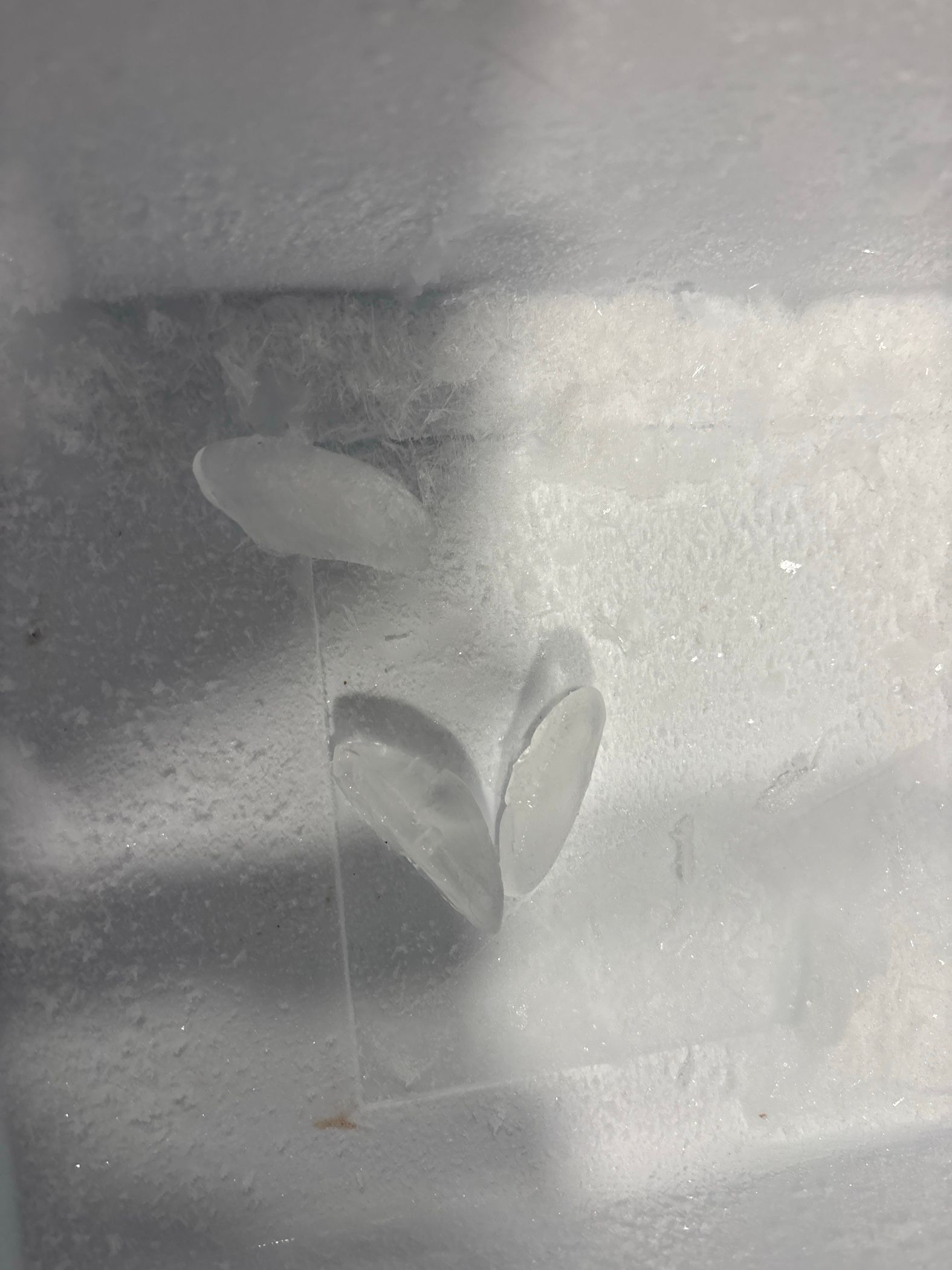 LG Refrigerator Ice Maker Not Dropping Ice in Chicago, IL (photo 5)