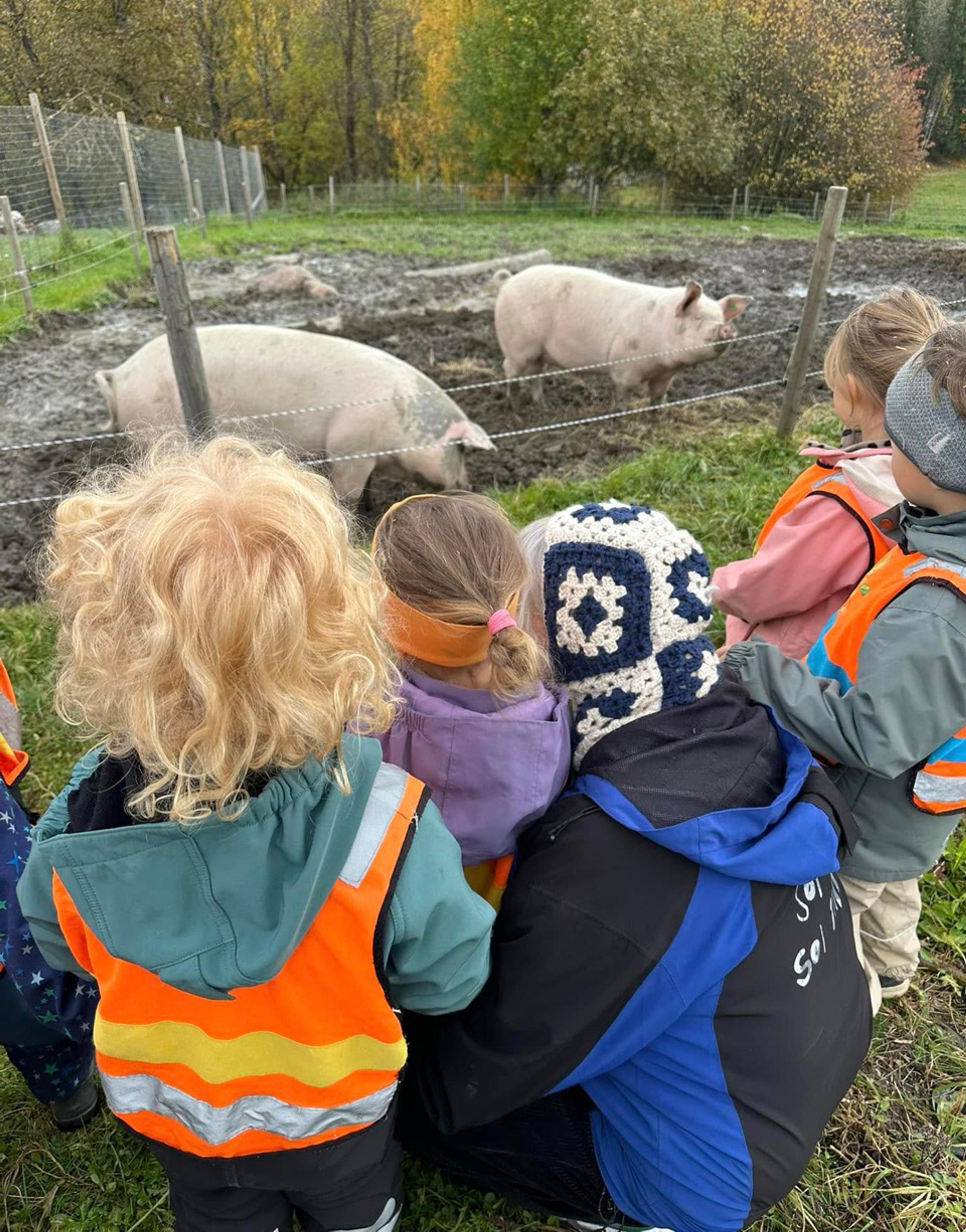 Barn fra Espira Spirea ser på griser