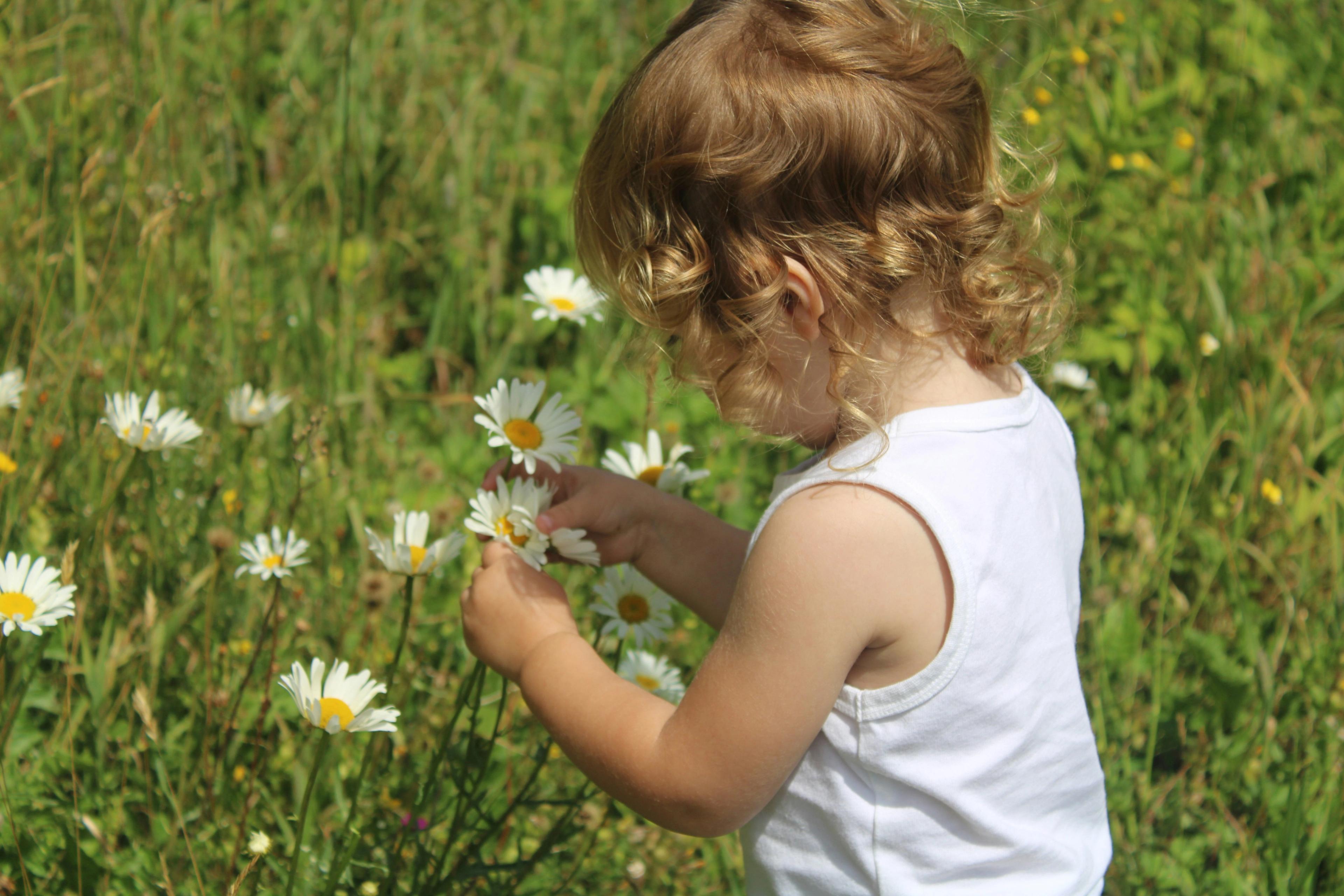 Toddler picking daisies in a sunny field.