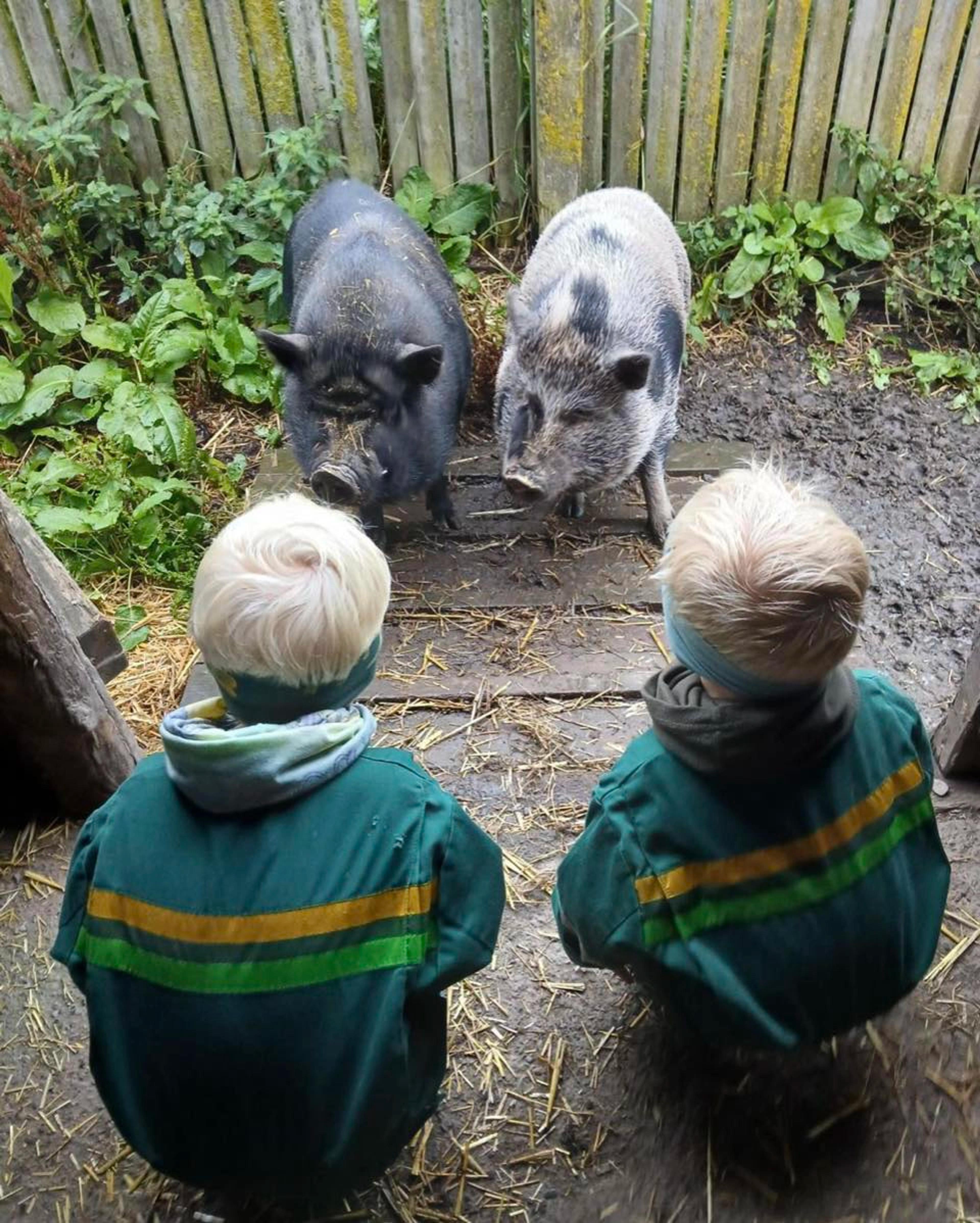 Barn i Espira Juberg sammen med griser