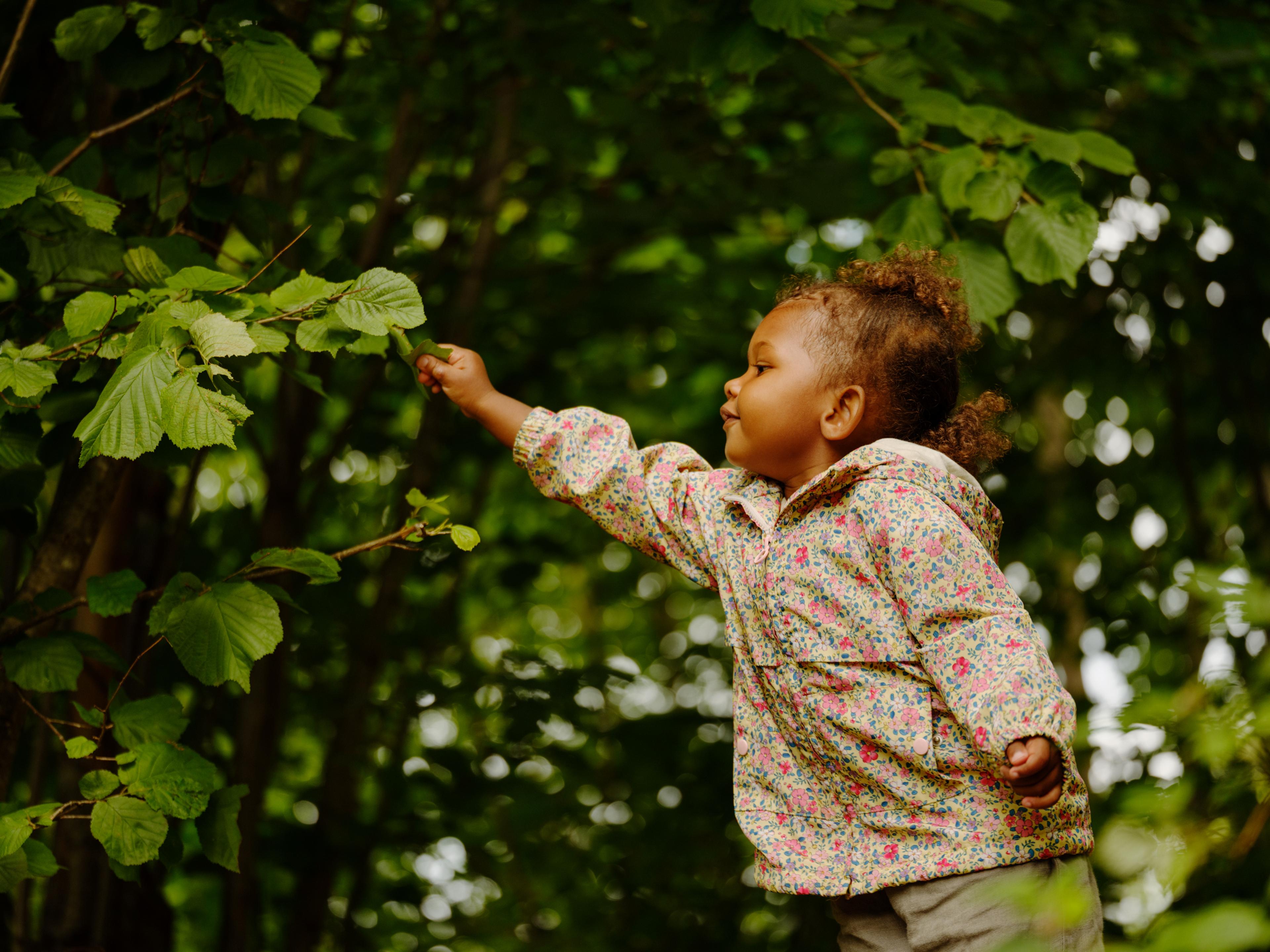 a little girl is picking leaves from a tree in the woods .