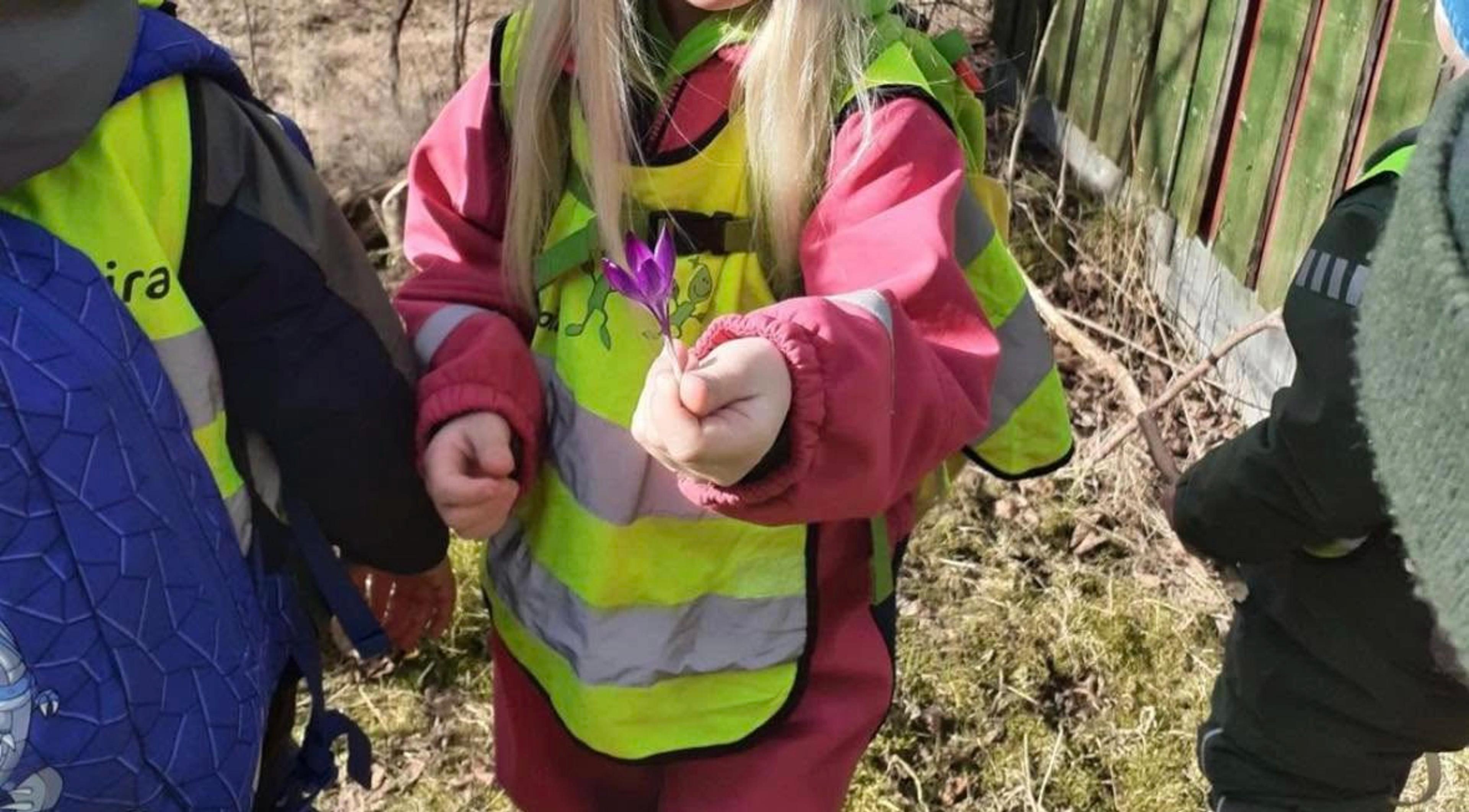 Barn i Espira Årosfjellet som utforsker blomster om våren 