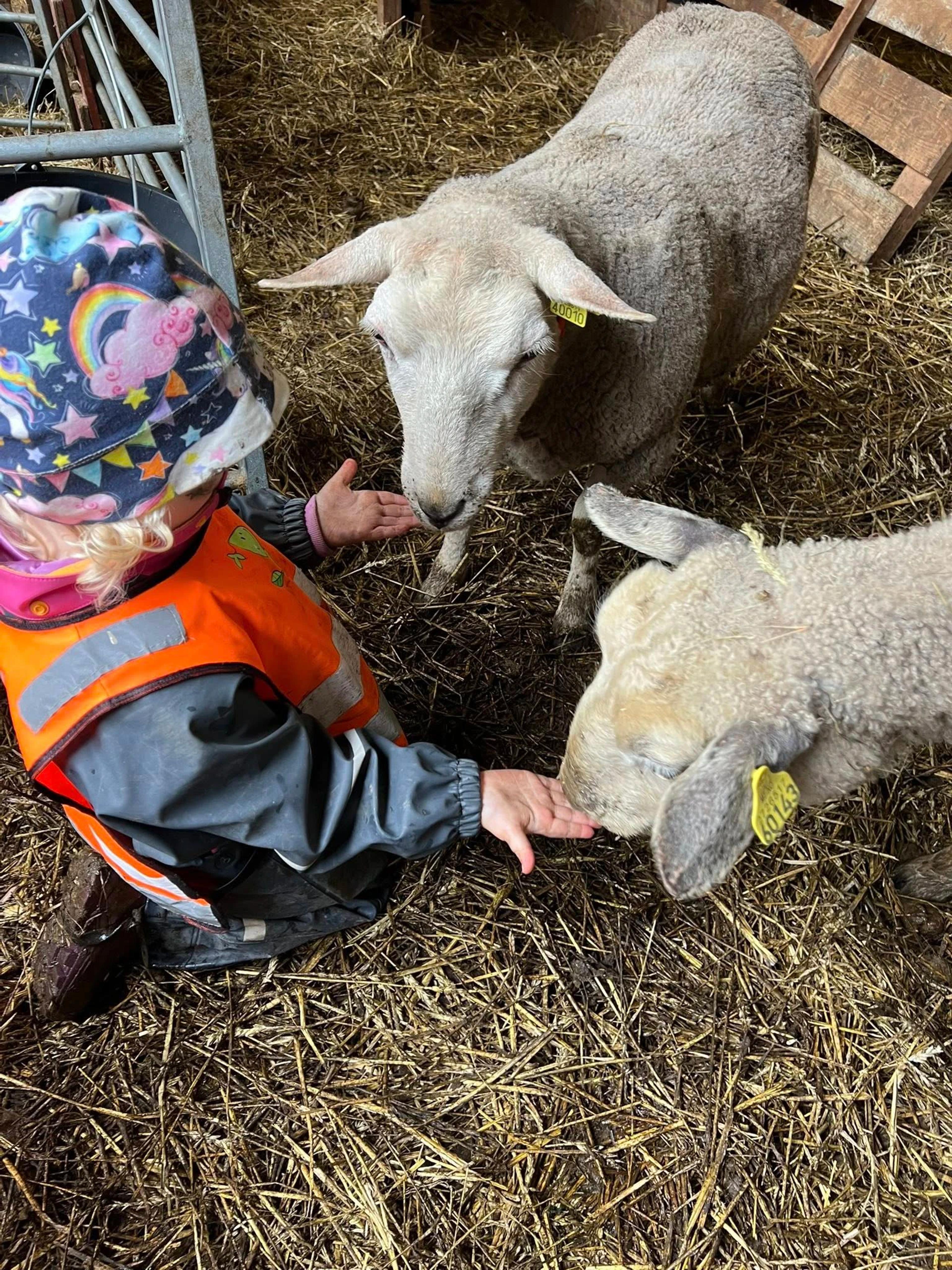 Barn fra Espira Bellevue får hilse på sauer