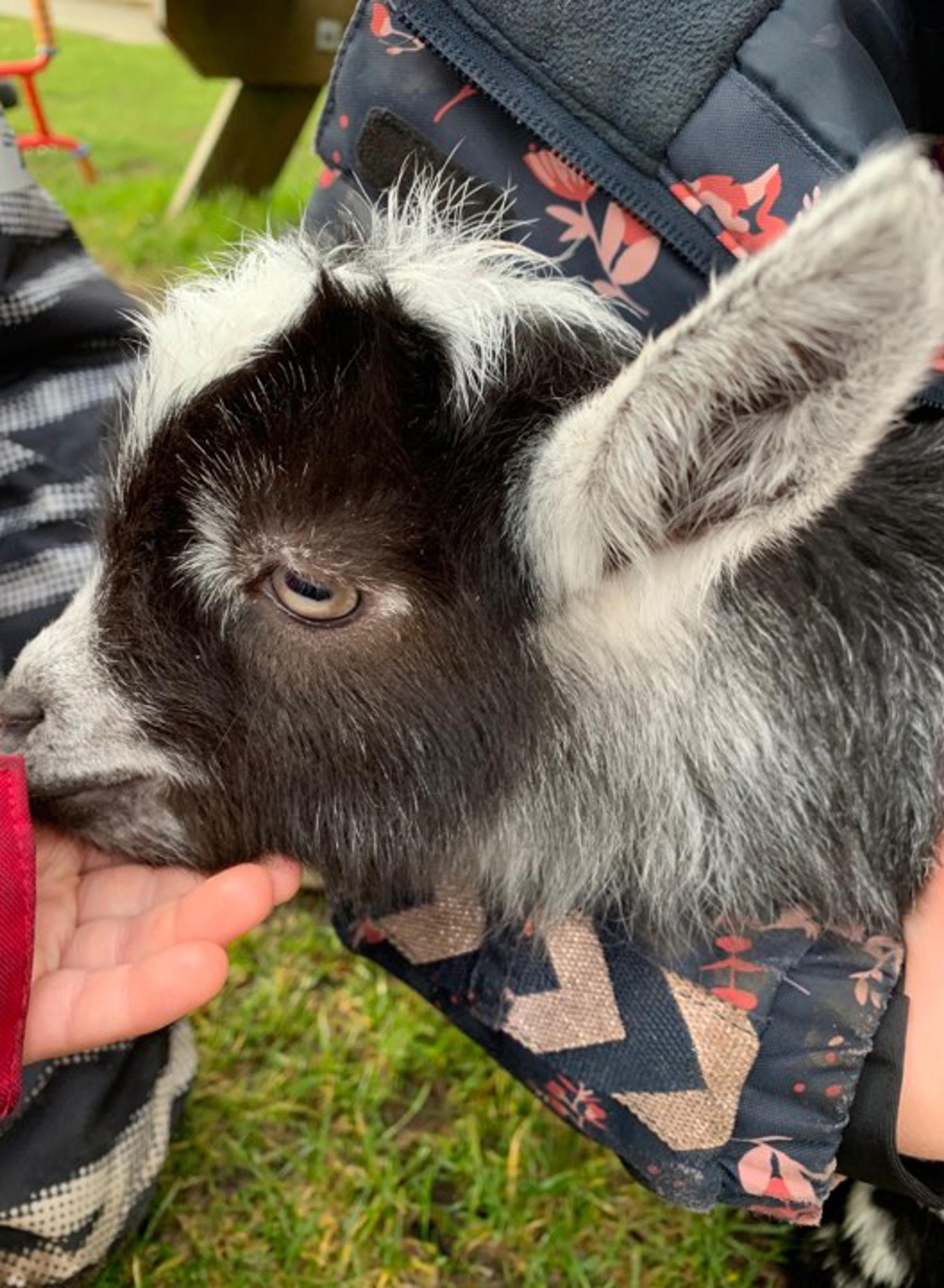 Barn fra Espira Tau hilser på en geit