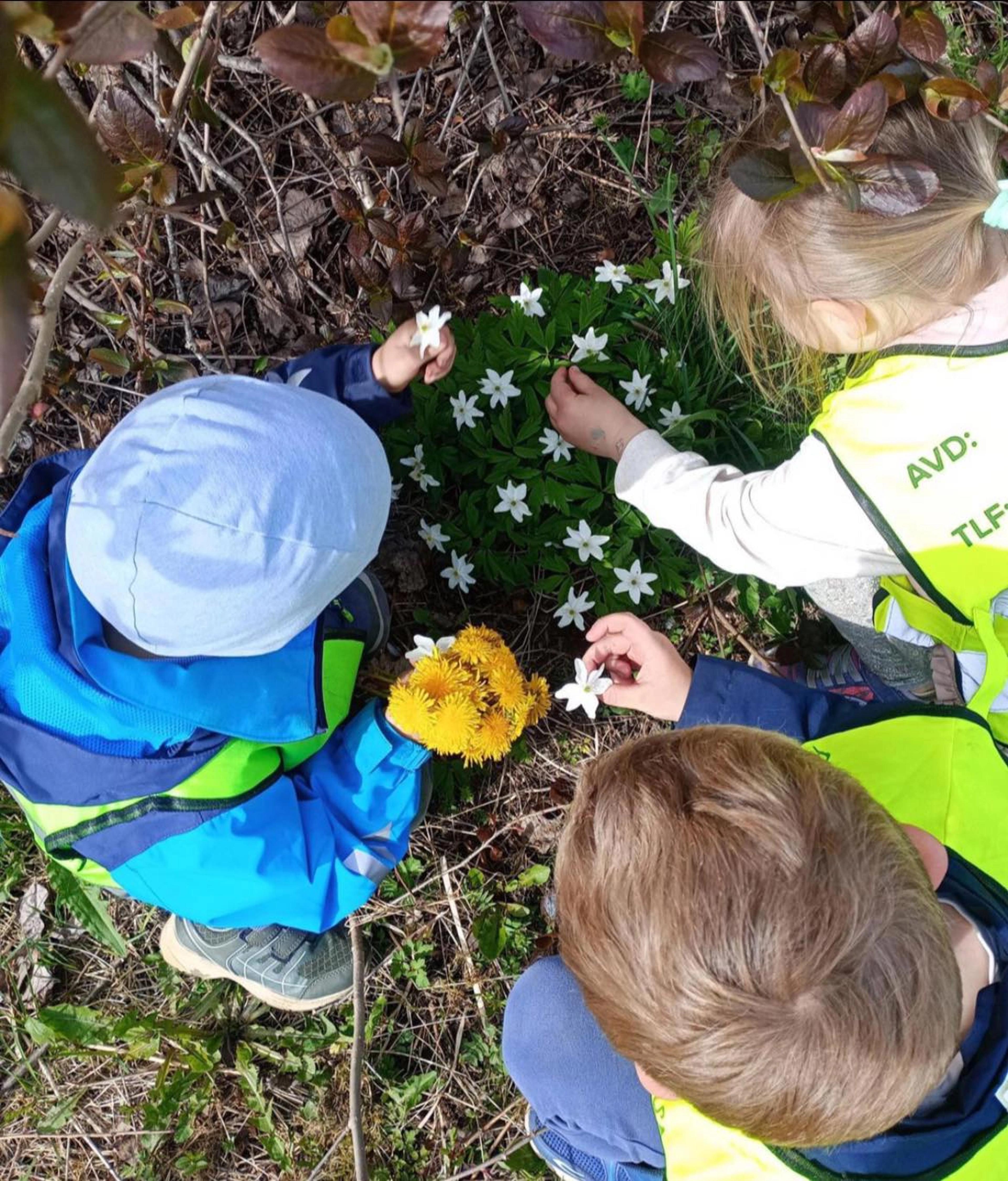Barn som plukker blomster i Espira Fenstad