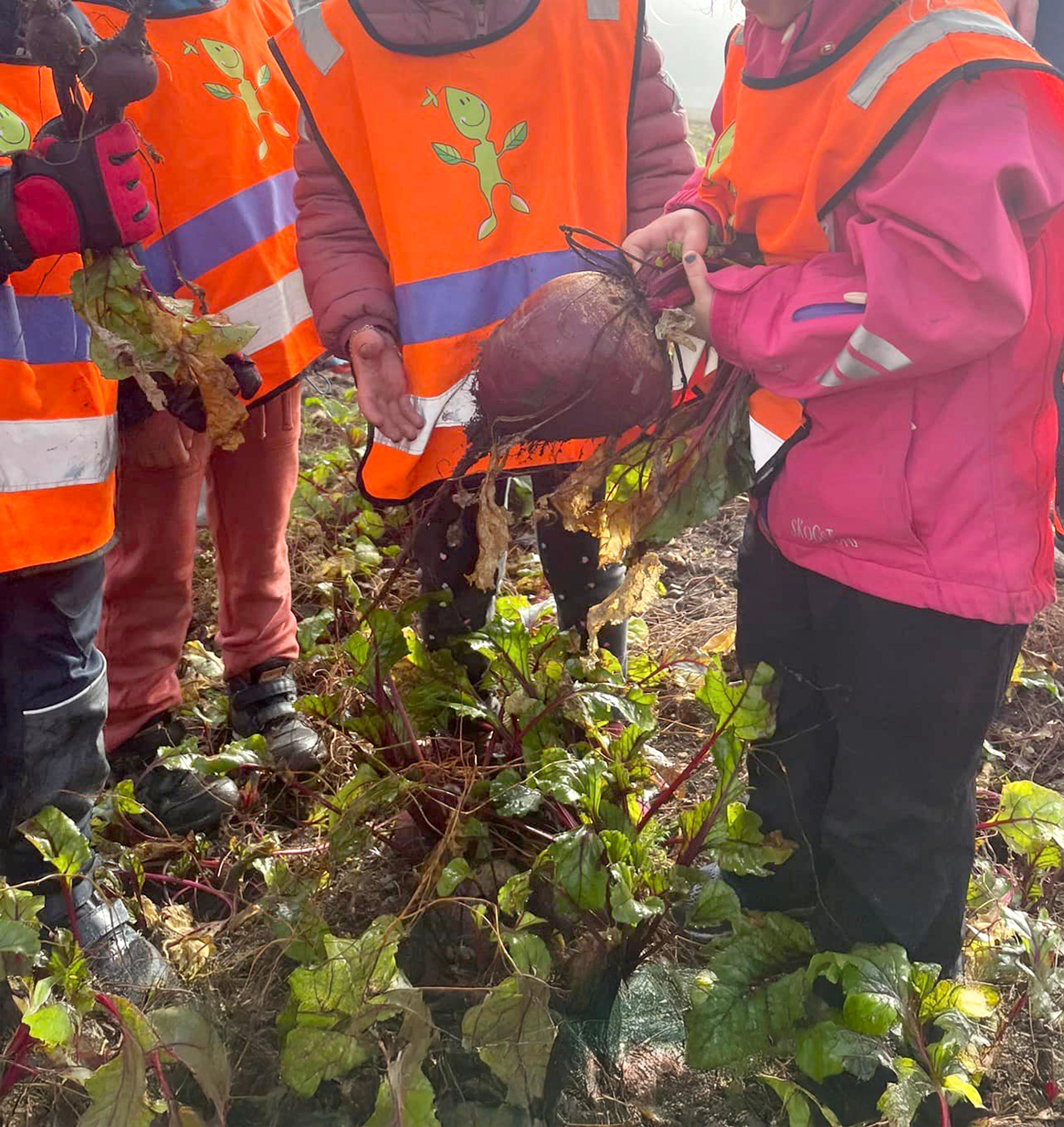 Barn plukker grønnsaker i hagen på Espira Bellevue
