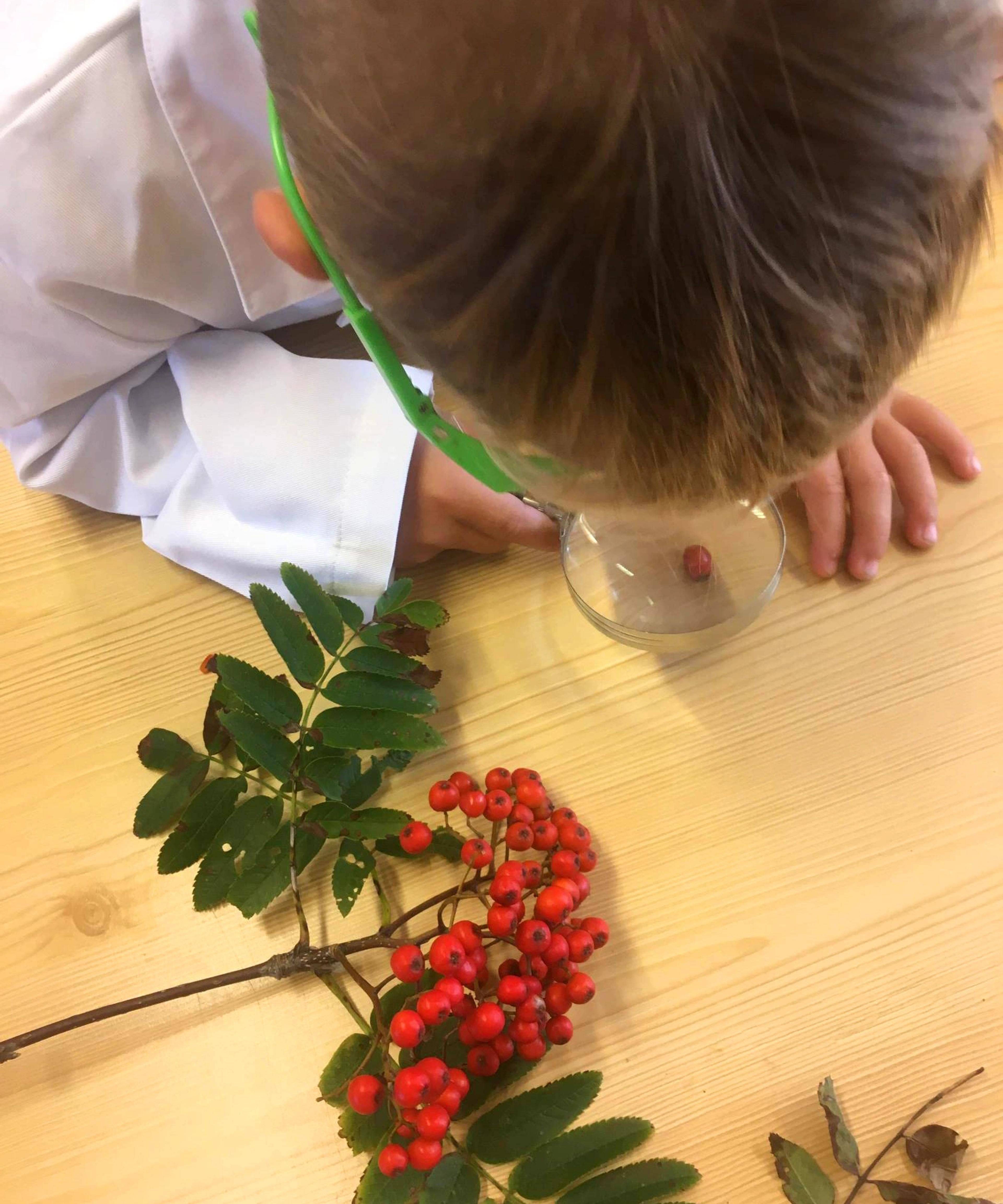 Barn undersøker rognebær i Espira Vanse