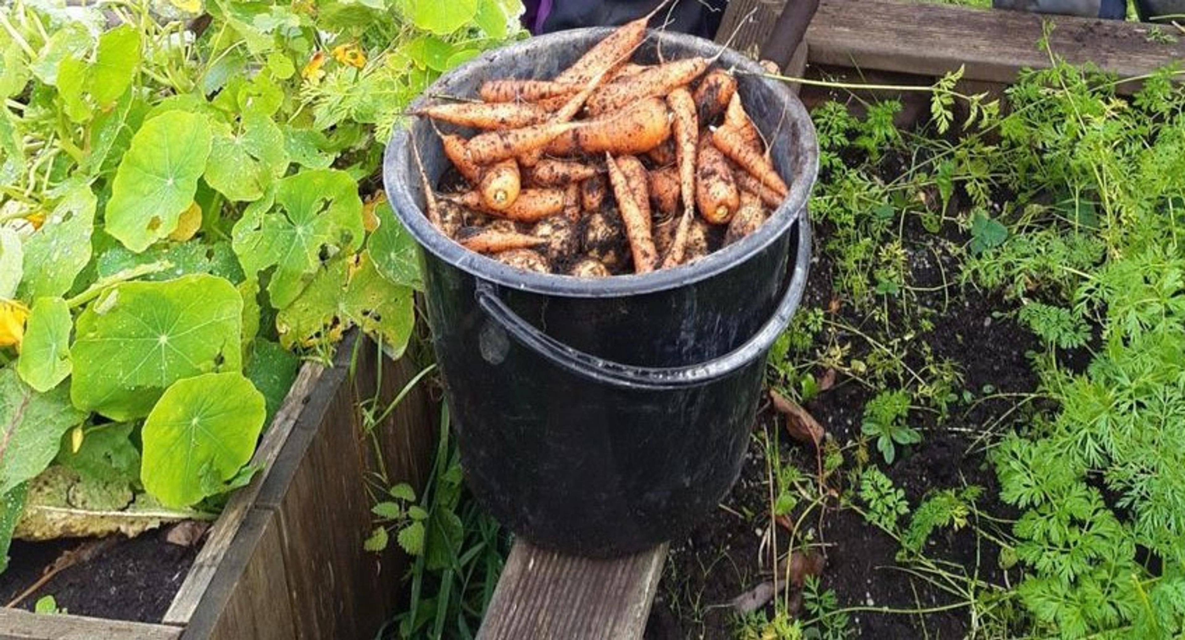 Gulrot i bøtte utenfor Espira Bjørgene barnehage