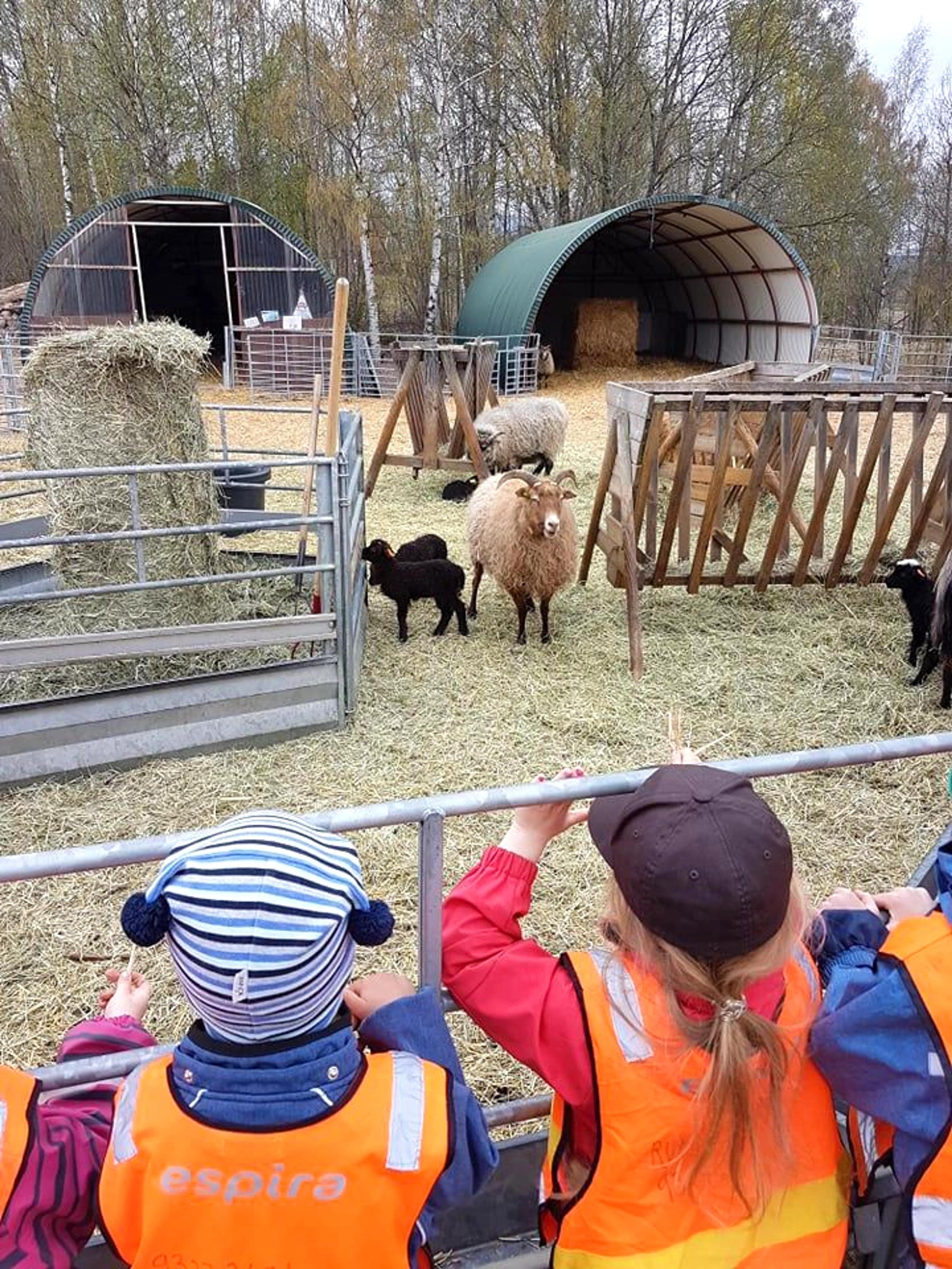 Barn i Espira Sundbytoppen besøker dyr på en gård 