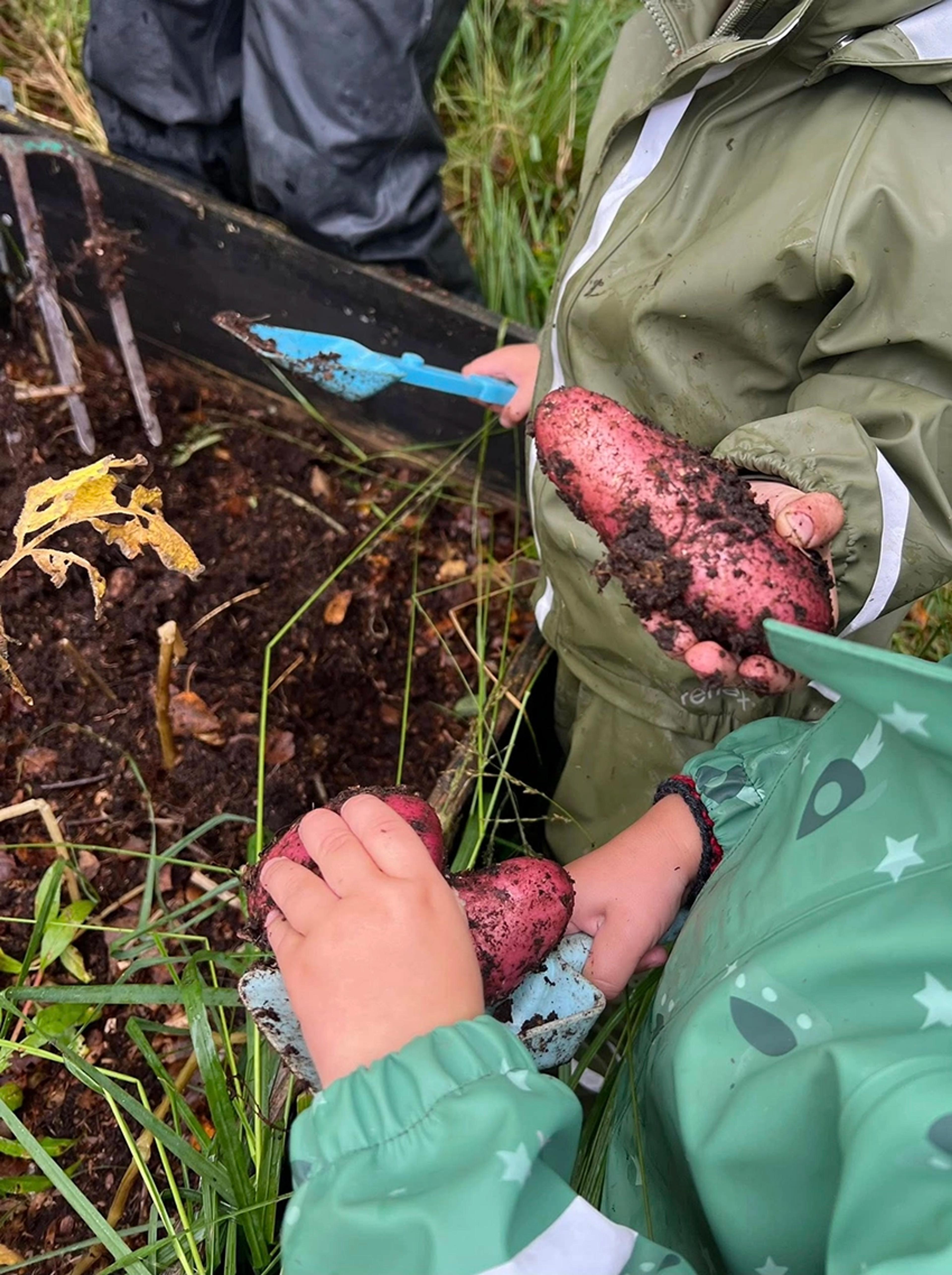 Barn som plukker poteter i Espira Garhaug