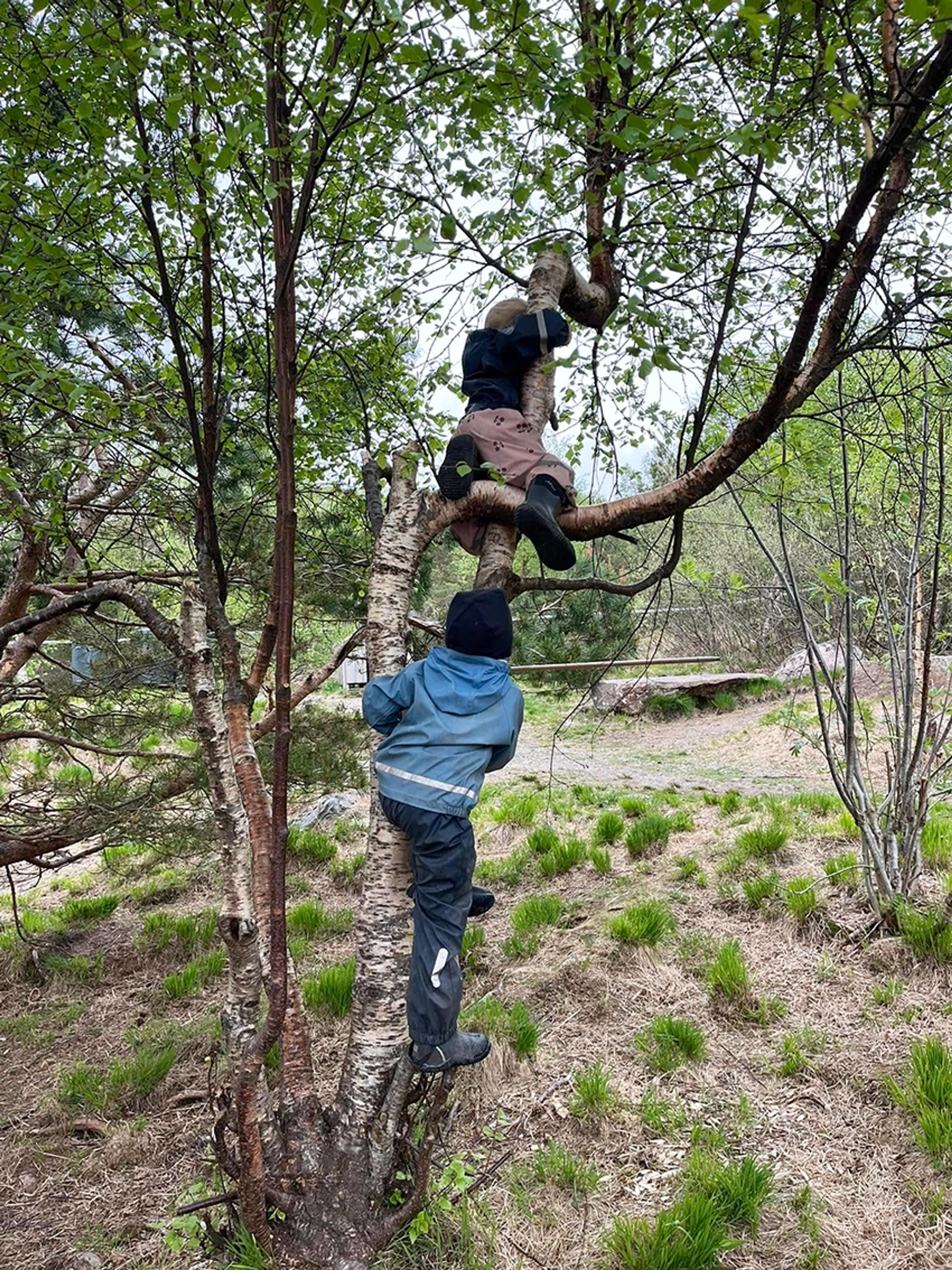 Barn som klatrer i trær i Espira Garhaug