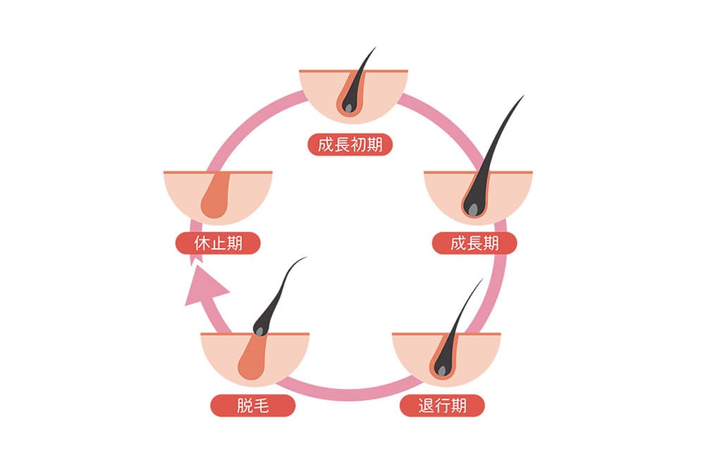 本来のヘアサイクル