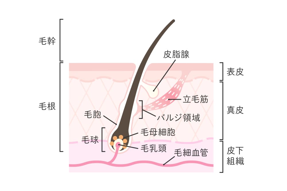 髪を育てる毛母細胞