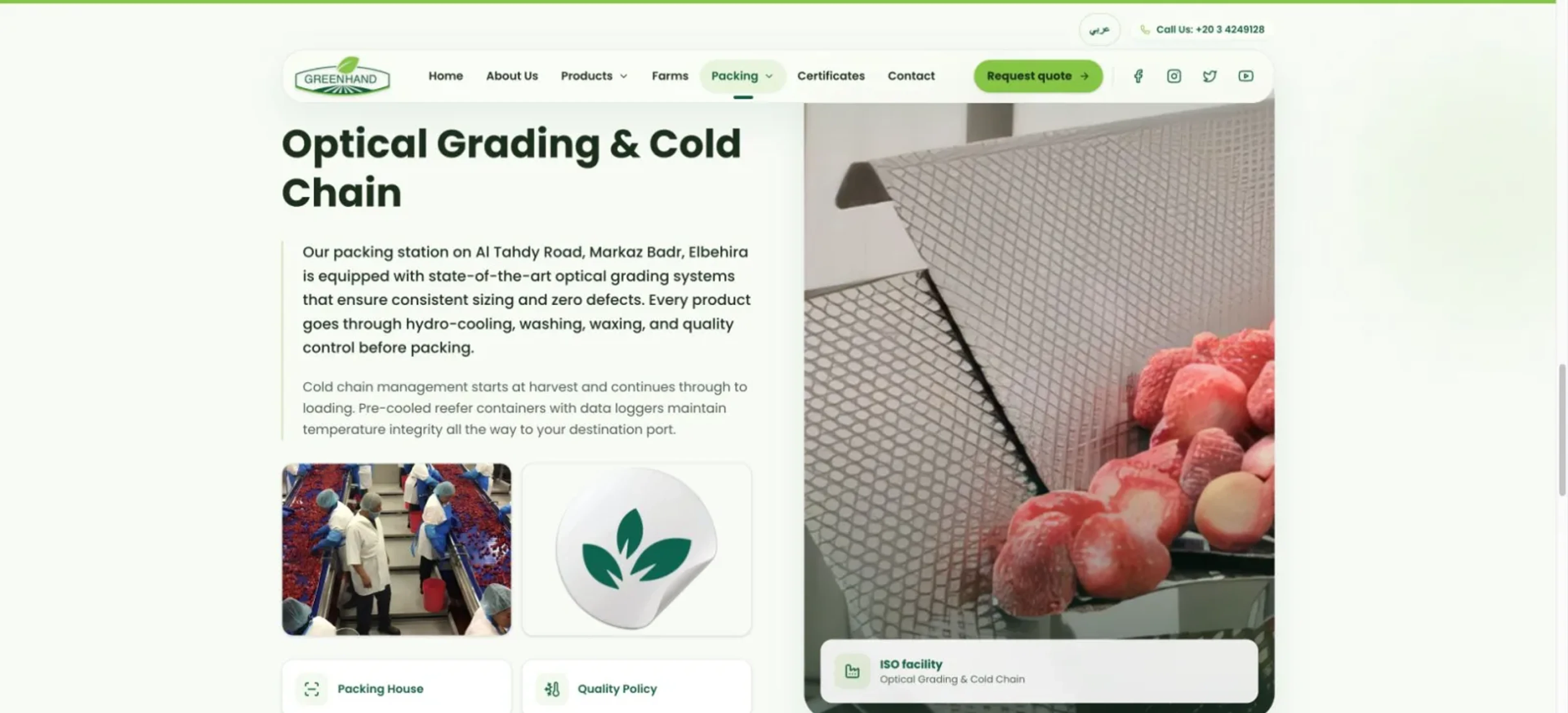 Green Hand Egypt grading, packing and cold-chain process
