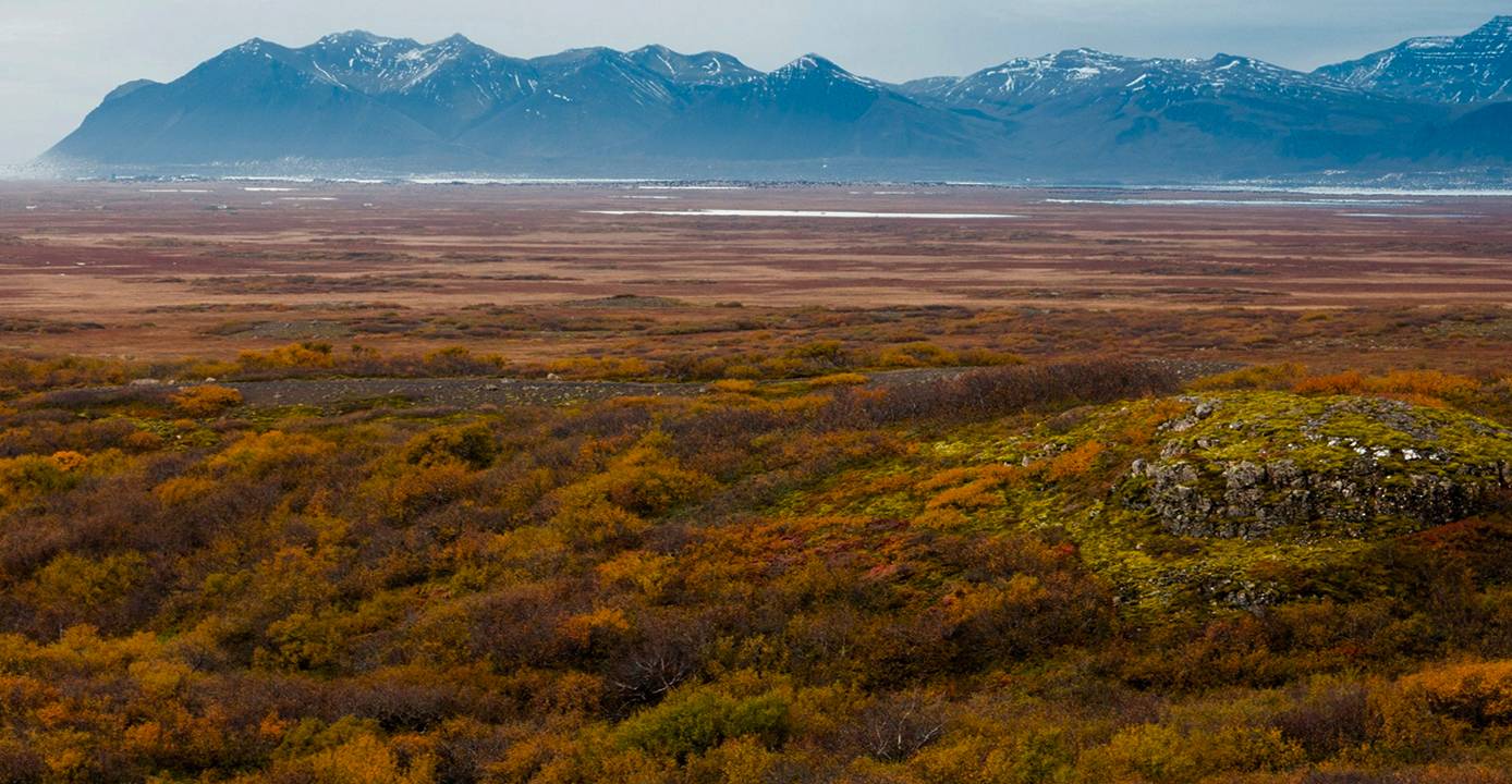 Tundra