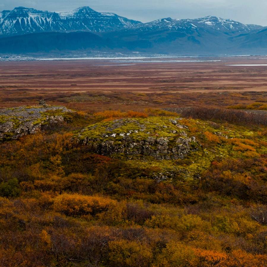 Tundra