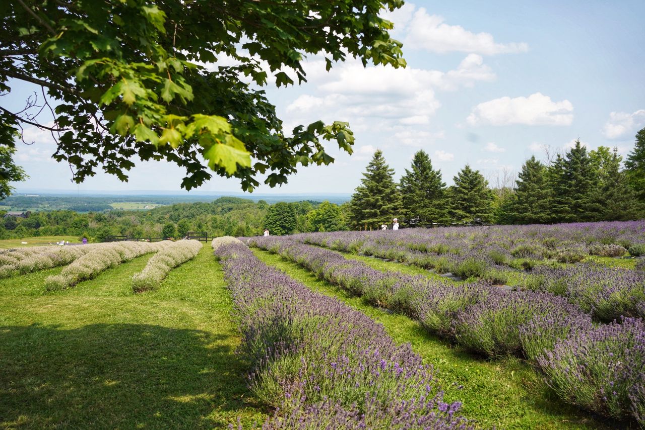 Camille & Kostiantyn at Purple Hill Lavender, photo 15.