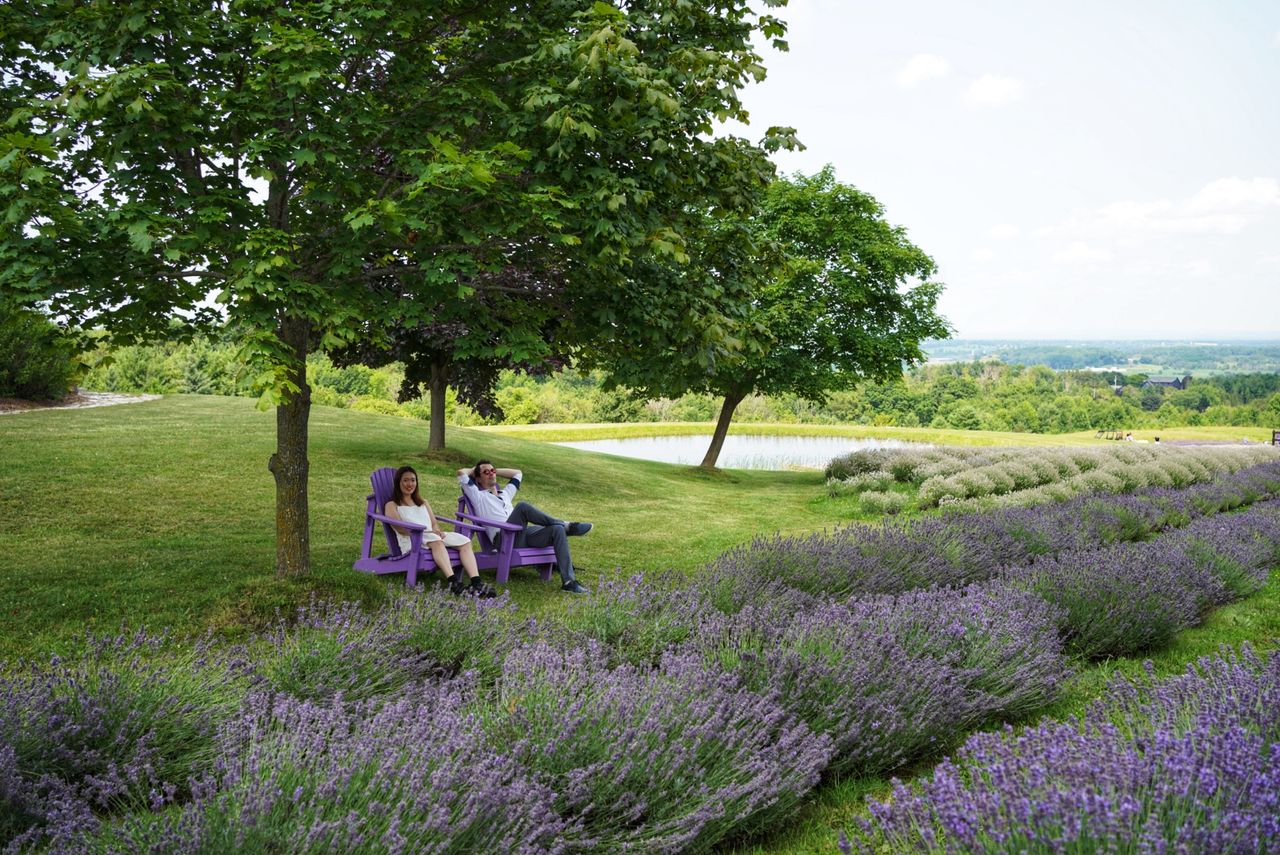 Camille & Kostiantyn at Purple Hill Lavender, photo 13.