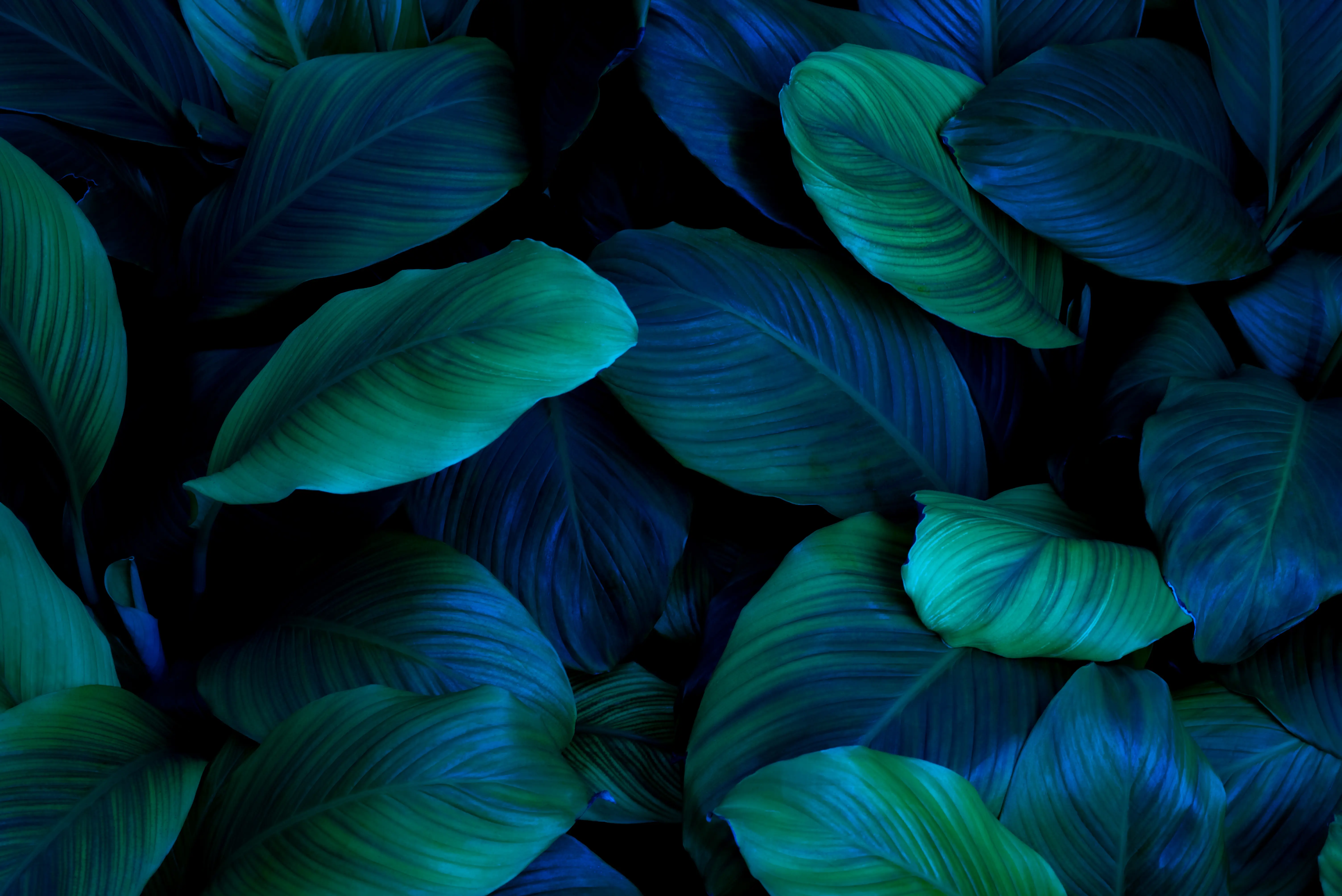Feuilles