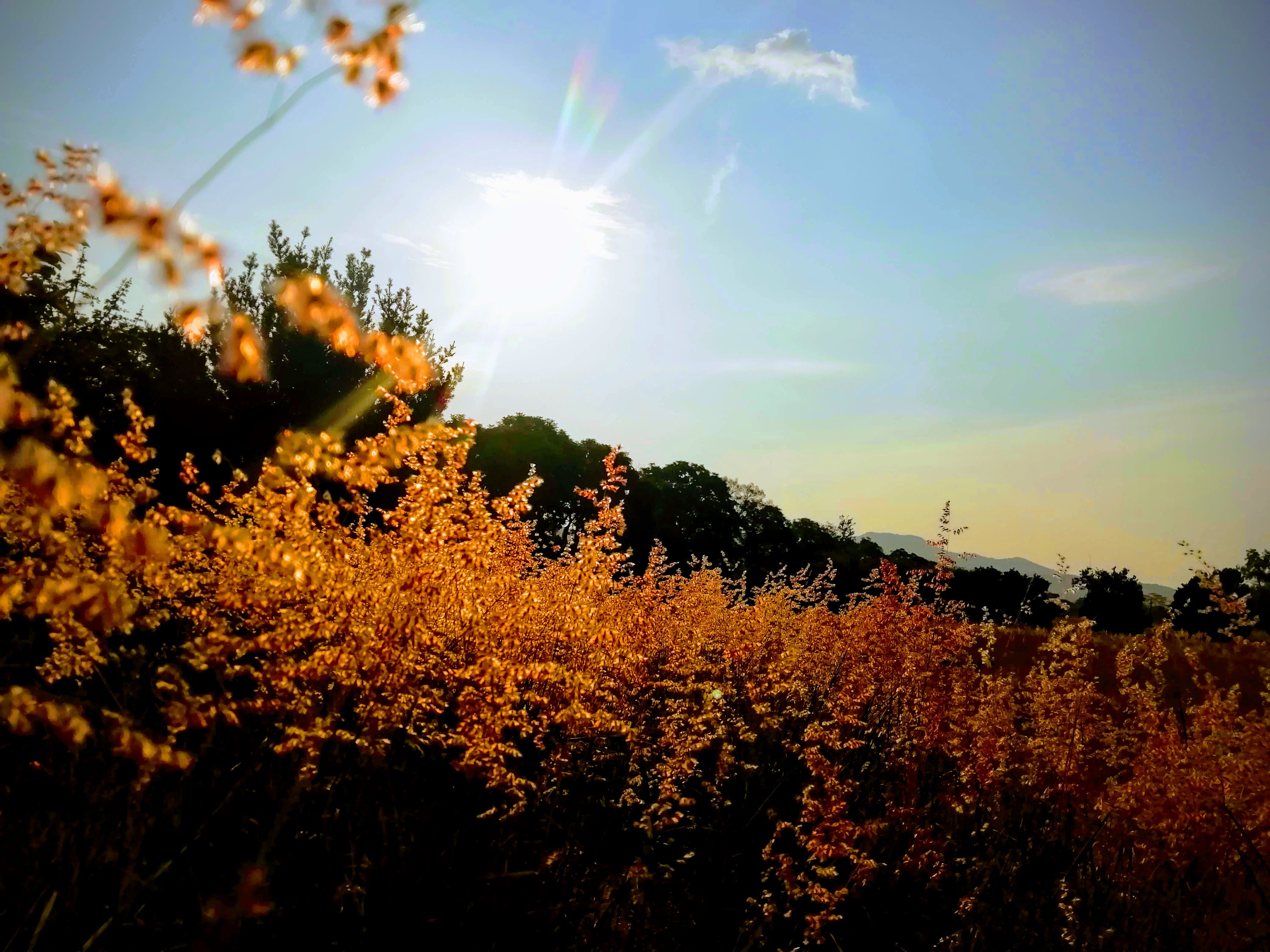 Autumn colours walking through a field of grass in Magaliesburg