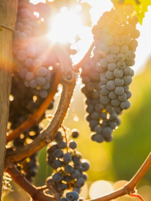 Cabernet Sauvignon
