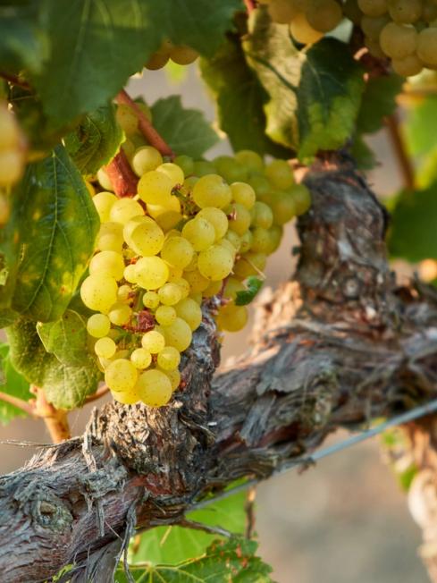 Chardonnay