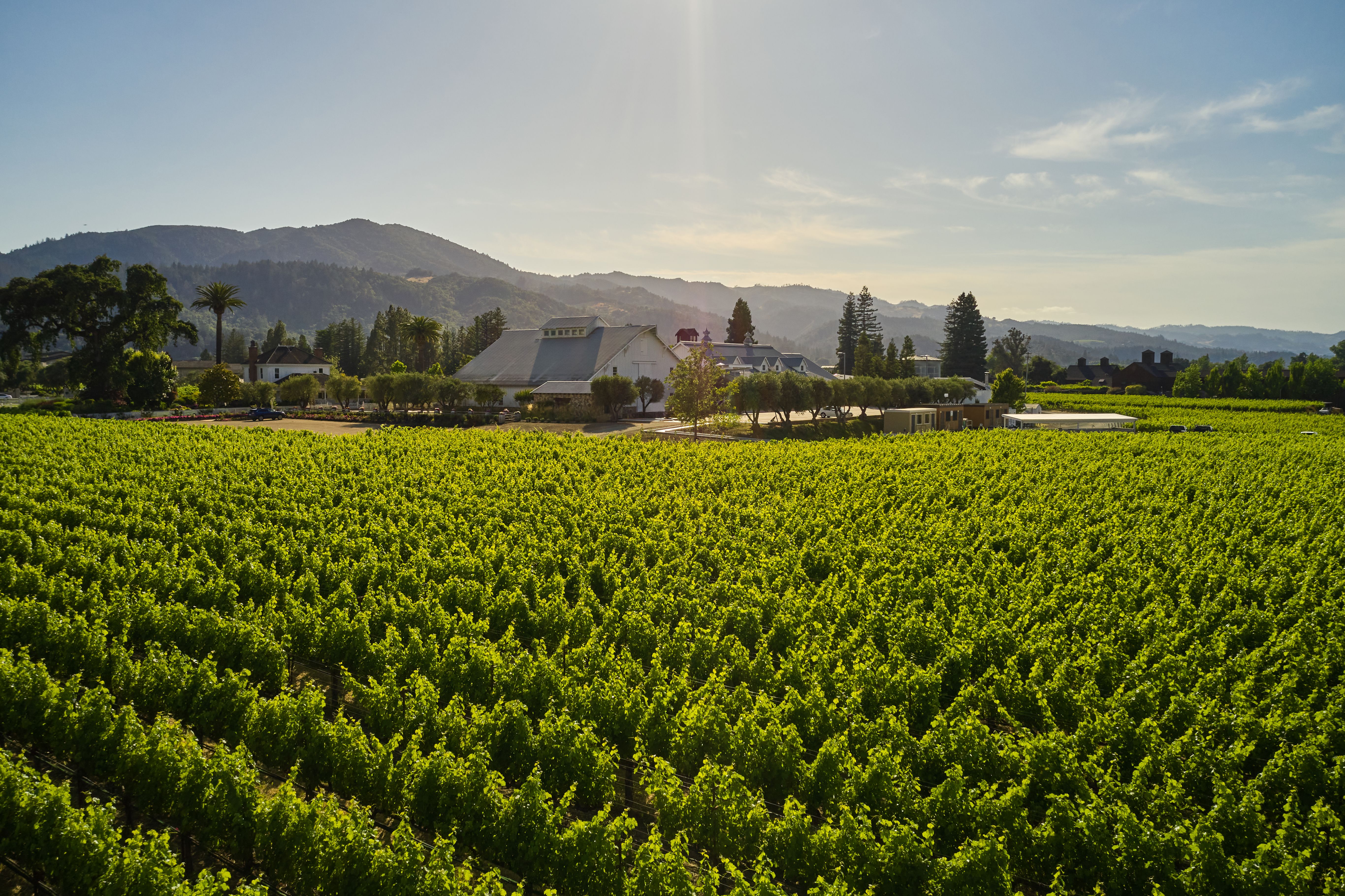 Every vine tells a story at Far Niente