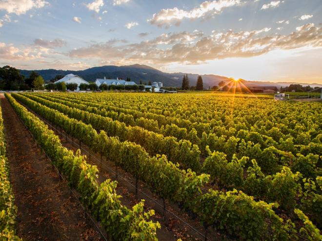 Vineyards