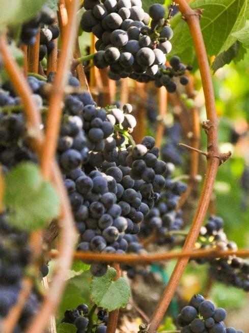 Pinot Noir