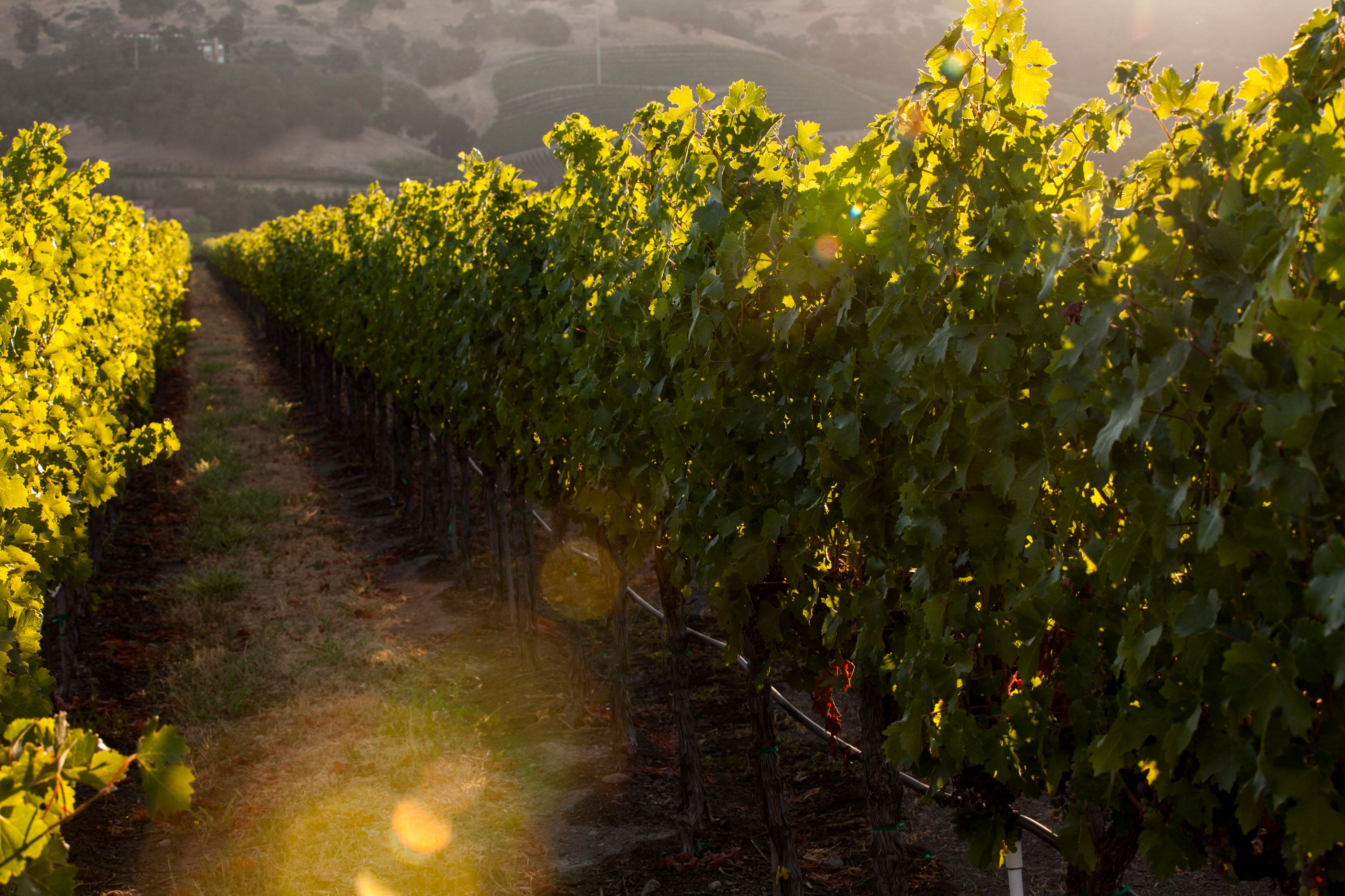 2017 Nickel & Nickel State Ranch Cabernet Sauvignon, Yountville