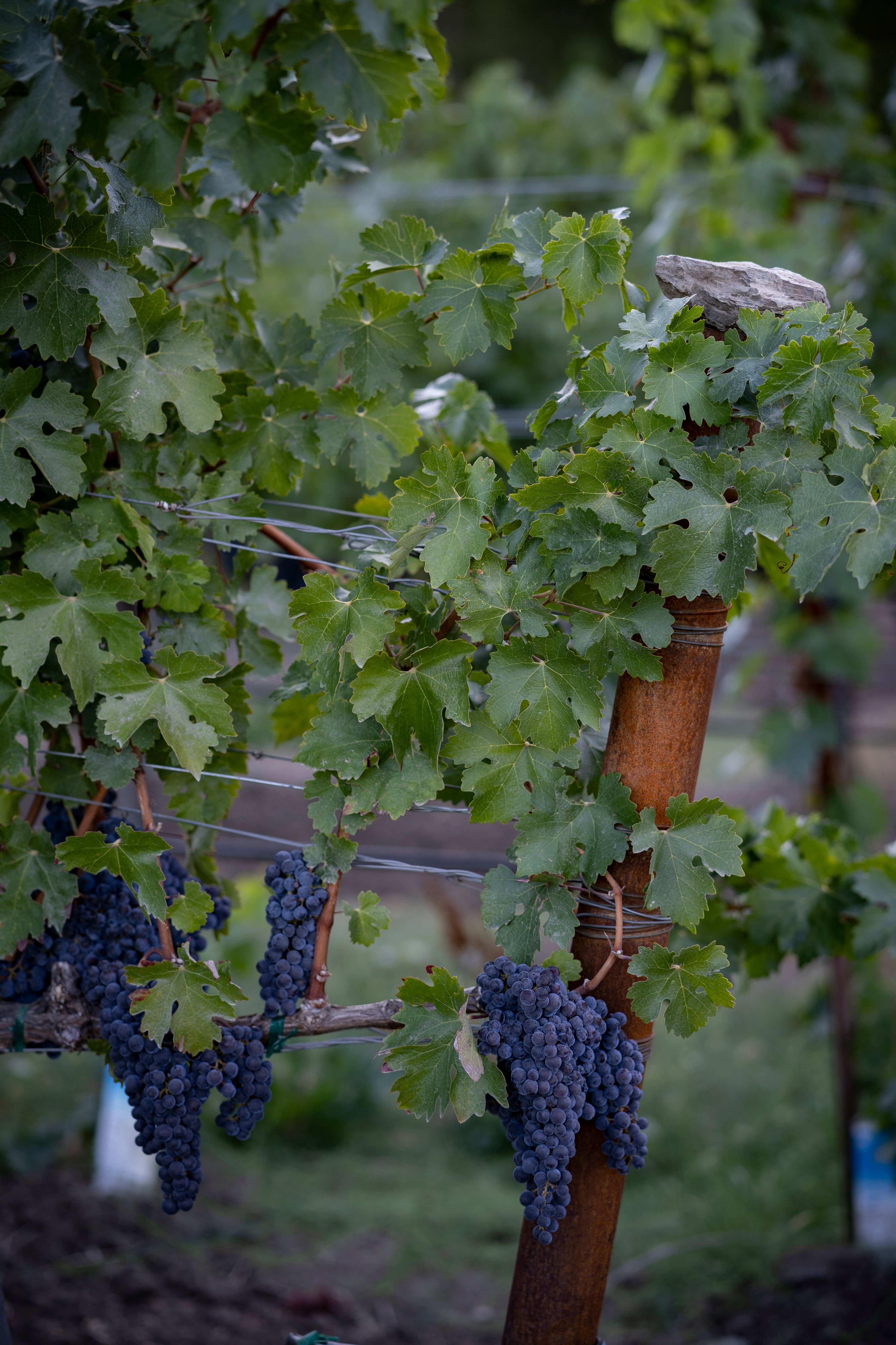 2017 Far Niente Cave Collection Cabernet Sauvignon, Oakville