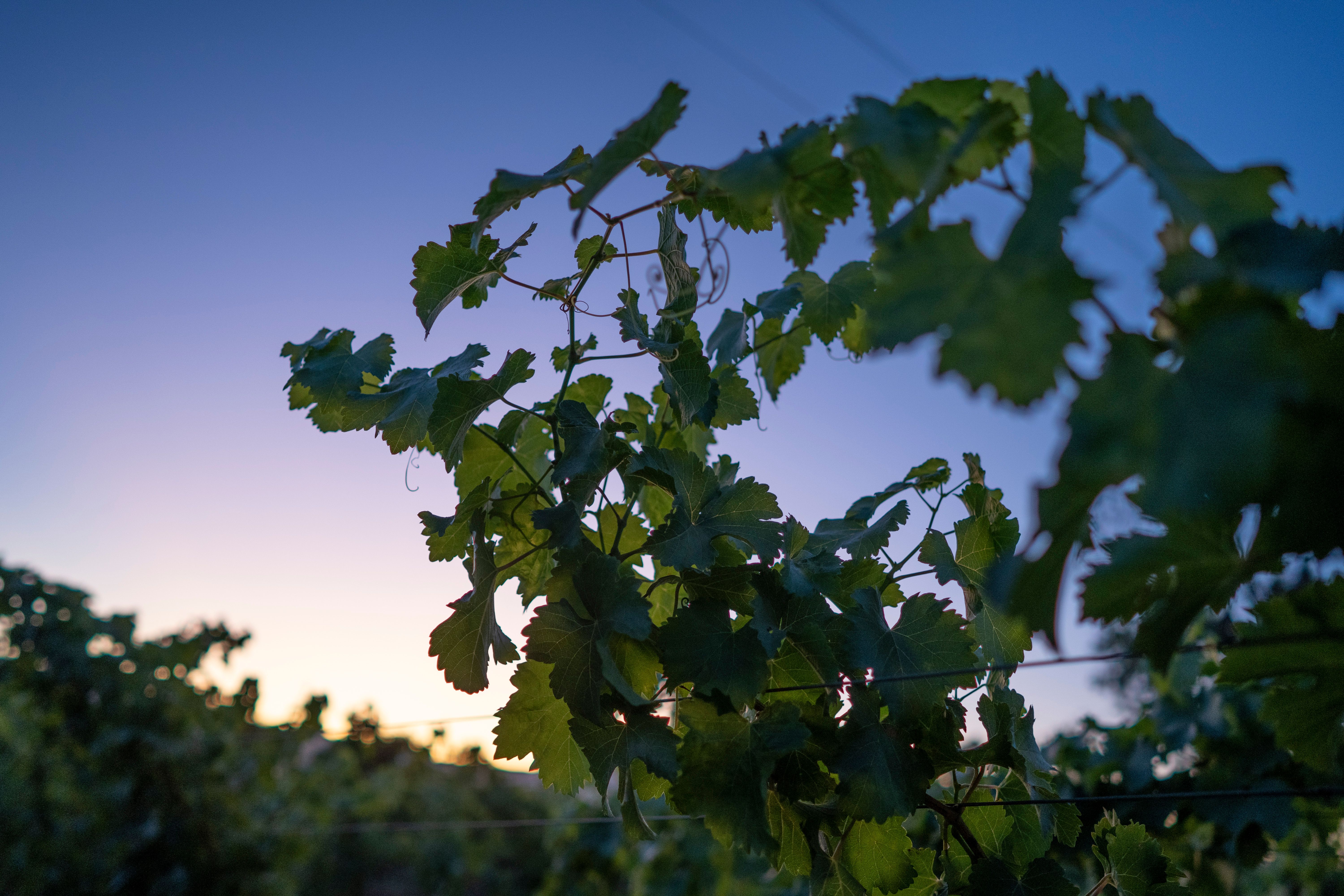 2022 Nickel & Nickel Vaca Vista Vineyard Cabernet Sauvignon, Oak