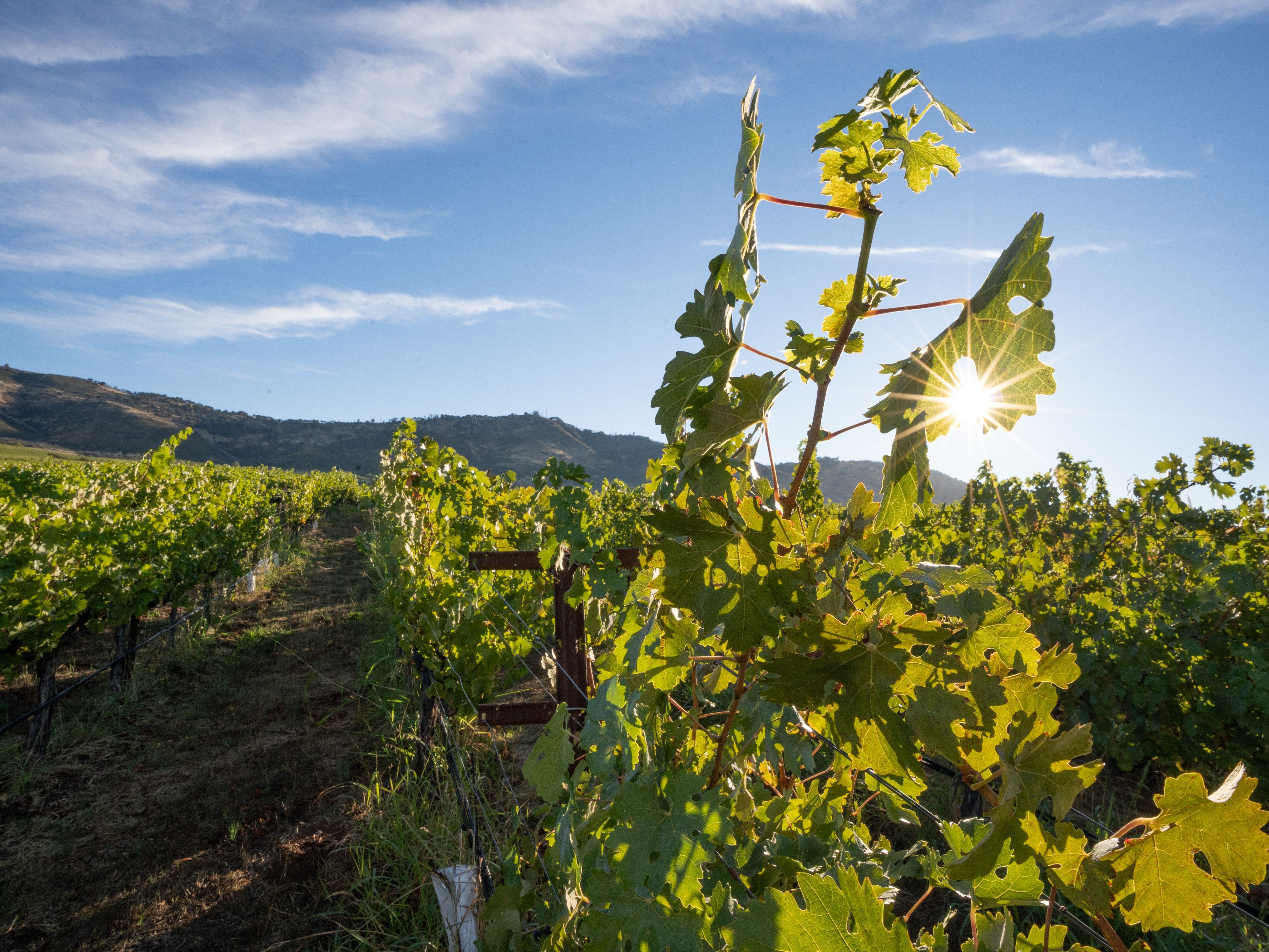 2022 Nickel & Nickel North Rancho Vineyard Cabernet Sauvignon