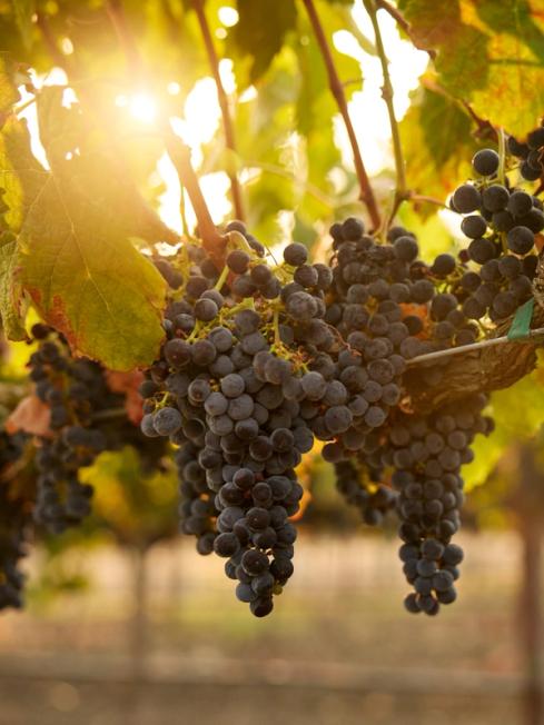 Cabernet Sauvignon