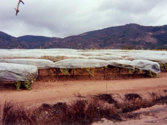 A taste of sweet perfection