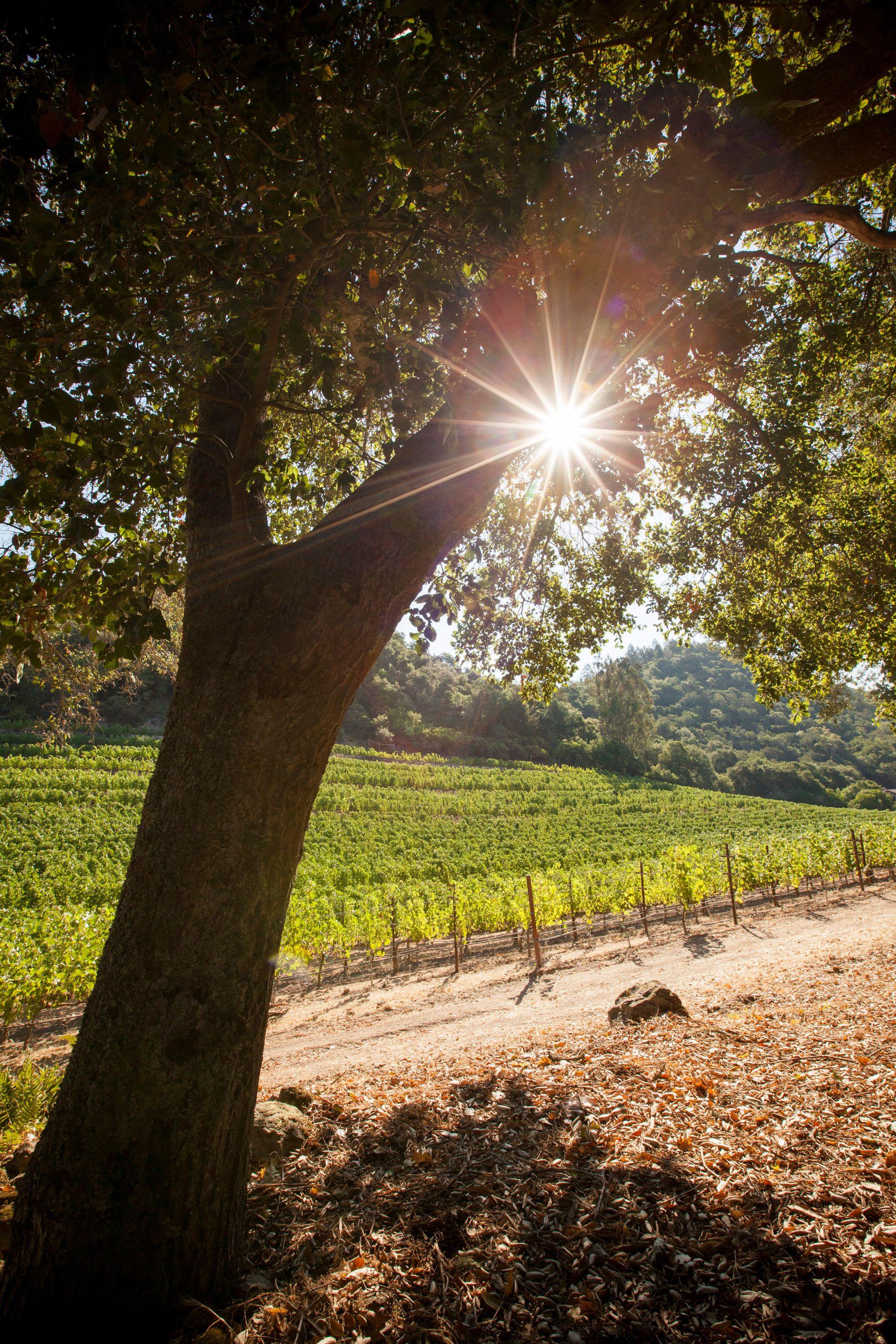 2018 Far Niente Cave Collection Cabernet Sauvignon, Oakville