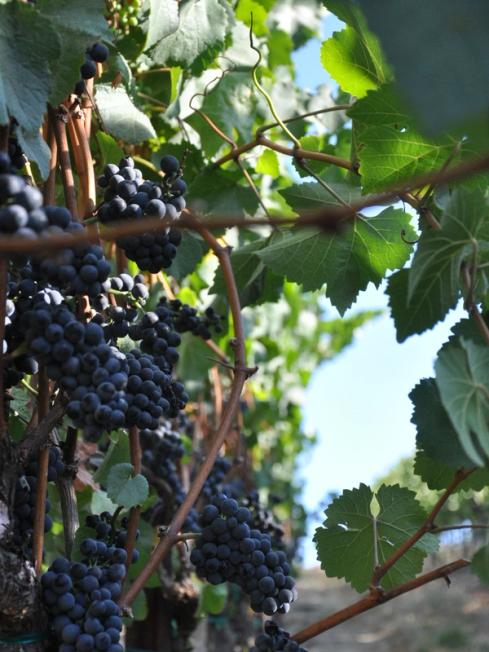 Pinot Noir