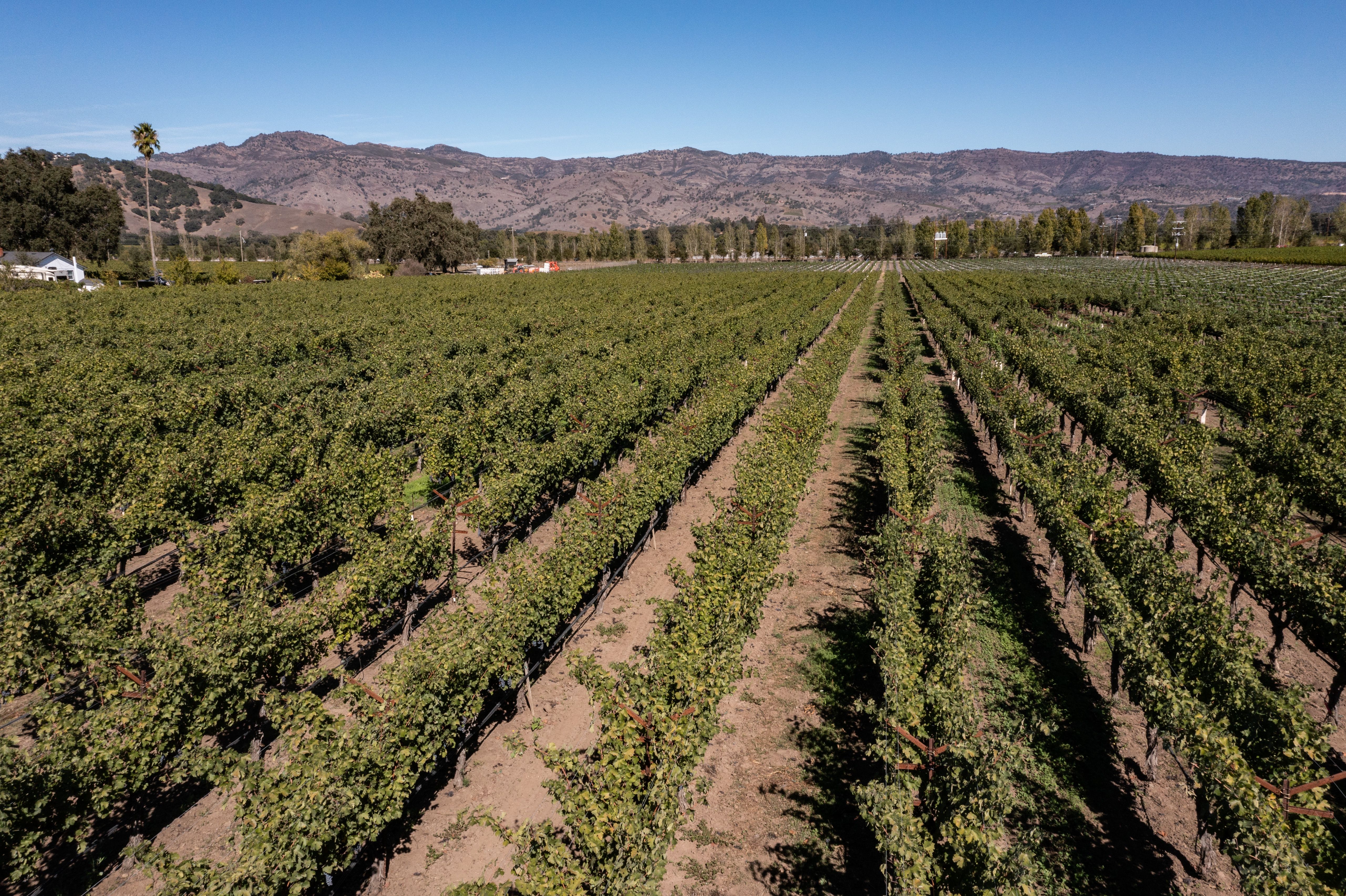 2022 Nickel & Nickel Lattice Run Cabernet Sauvignon, Yountville