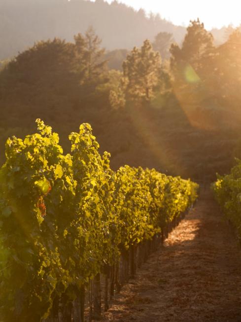 Restoring historic vineyards