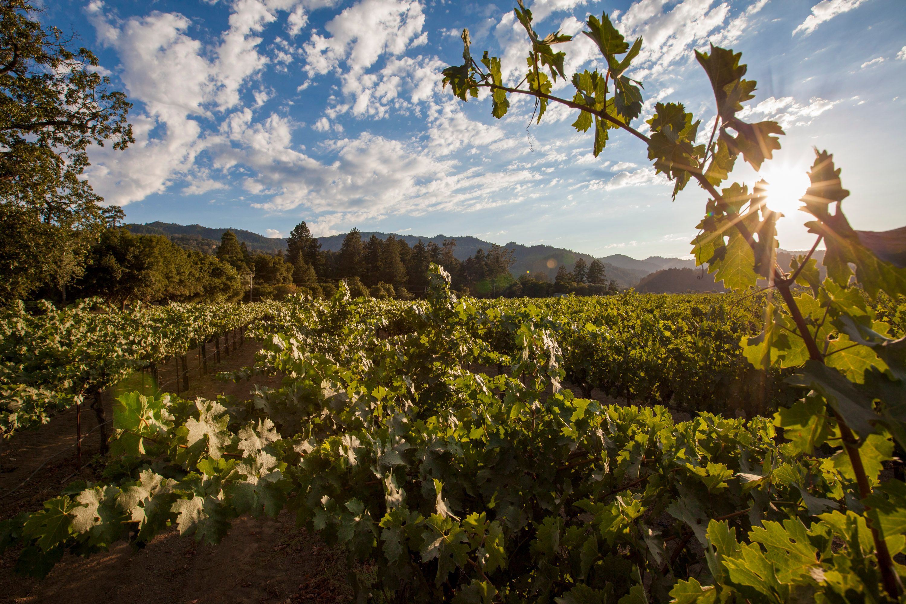 2022 Nickel & Nickel Pellet Vineyard Cabernet Sauvignon, St Helena