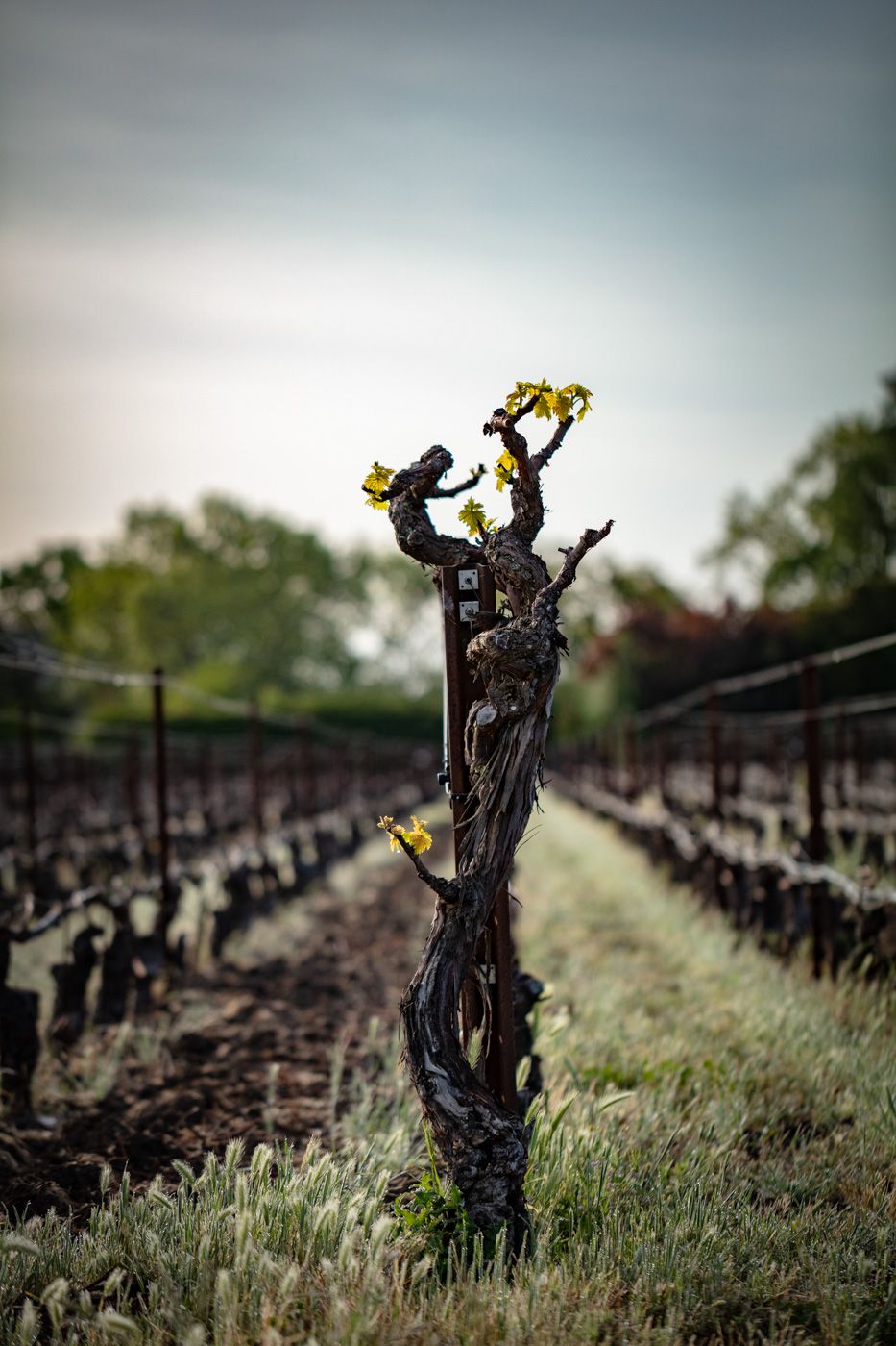 2023 EnRoute Les Pommiers Pinot Noir, Russian River Valley