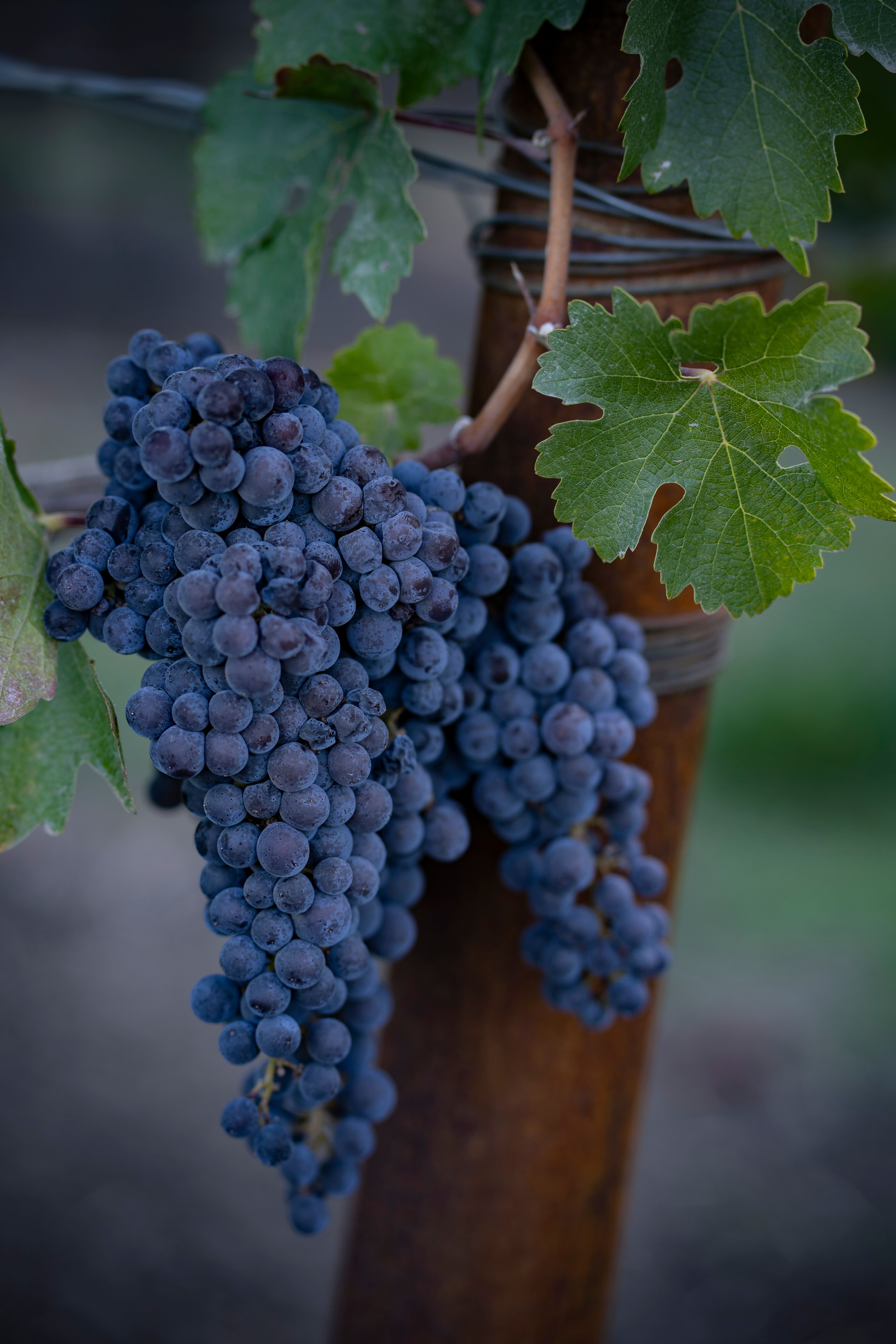 2014 Far Niente Cave Collection Cabernet Sauvignon, Oakville