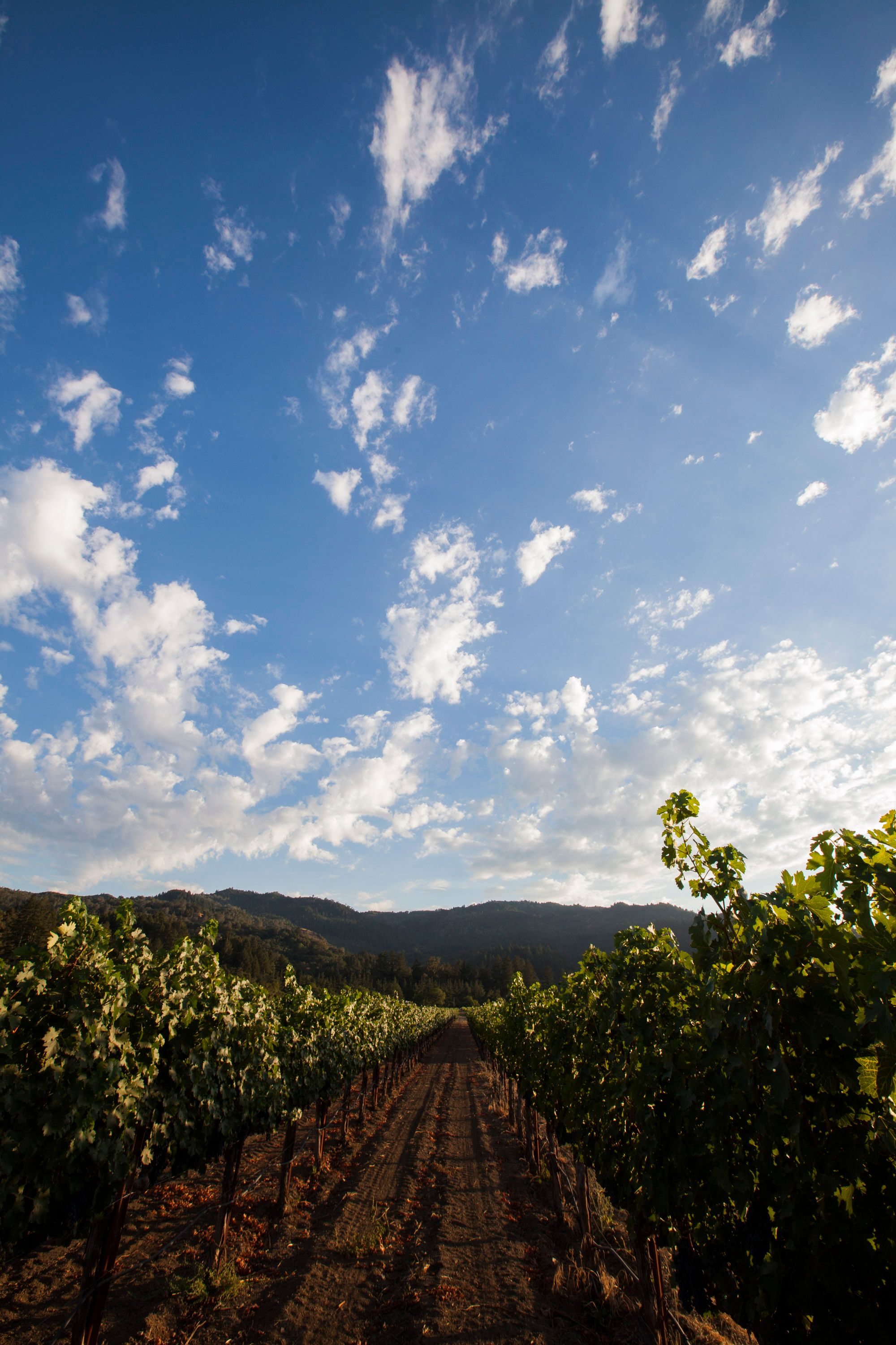 2022 Nickel & Nickel Pellet Vineyard Cabernet Sauvignon, St Helena