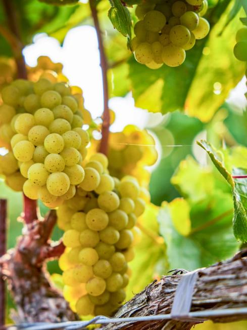 Chardonnay